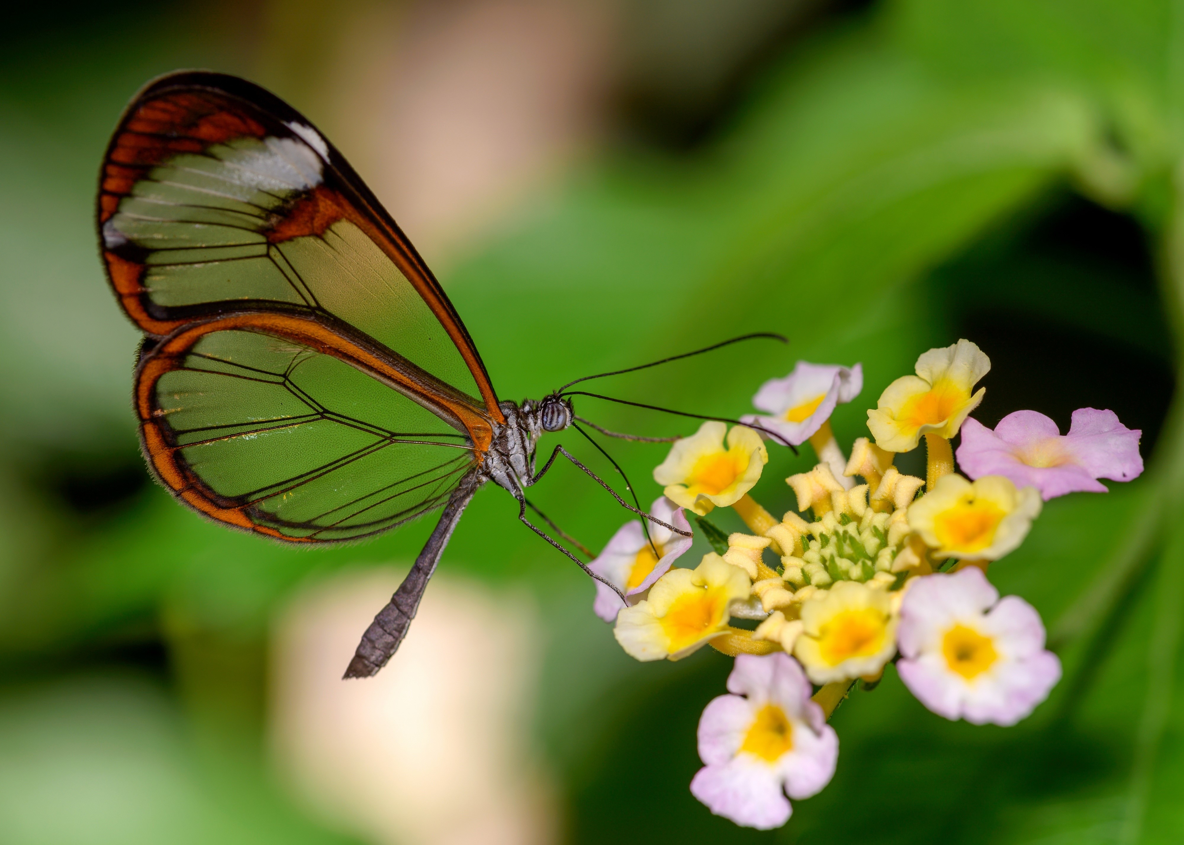 Glasswing Butterfly on Flowers HD Wallpaper