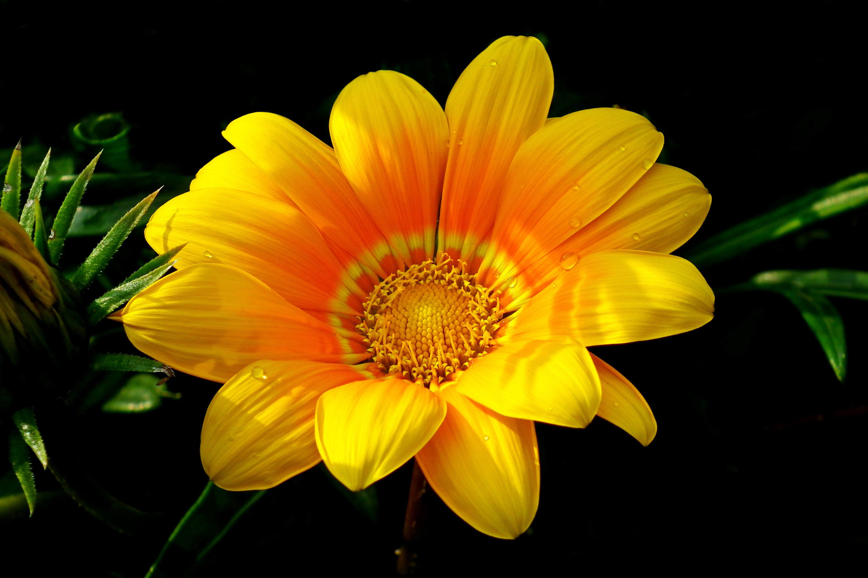 Gazania flower with yellow and orange petals HD Wallpaper