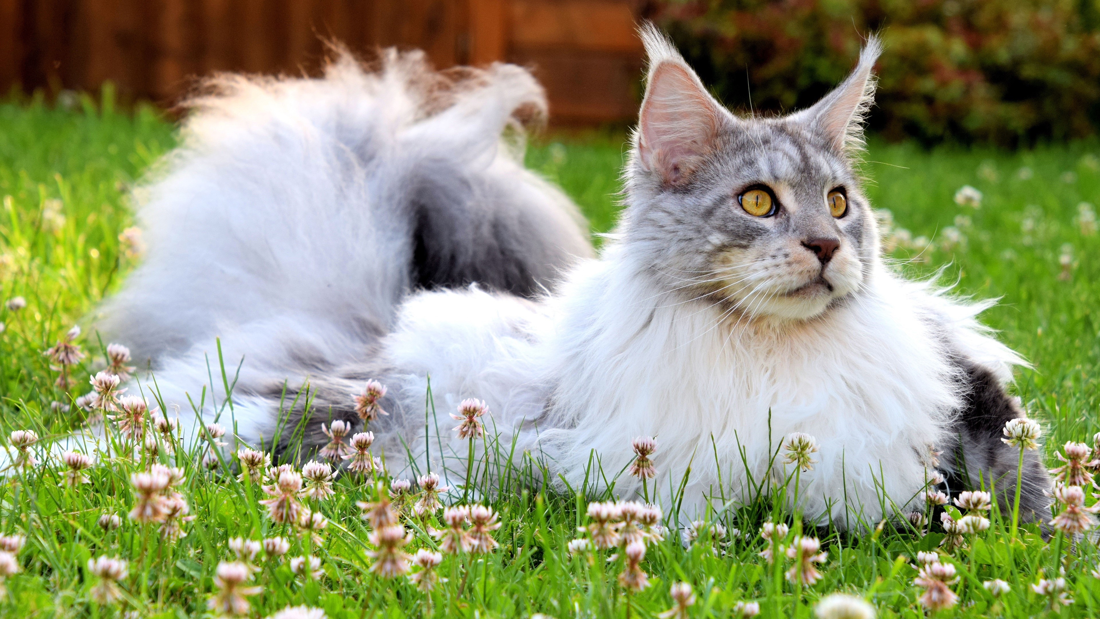 Maine Coon Cat Lying in Grass with Flowers HD Wallpaper