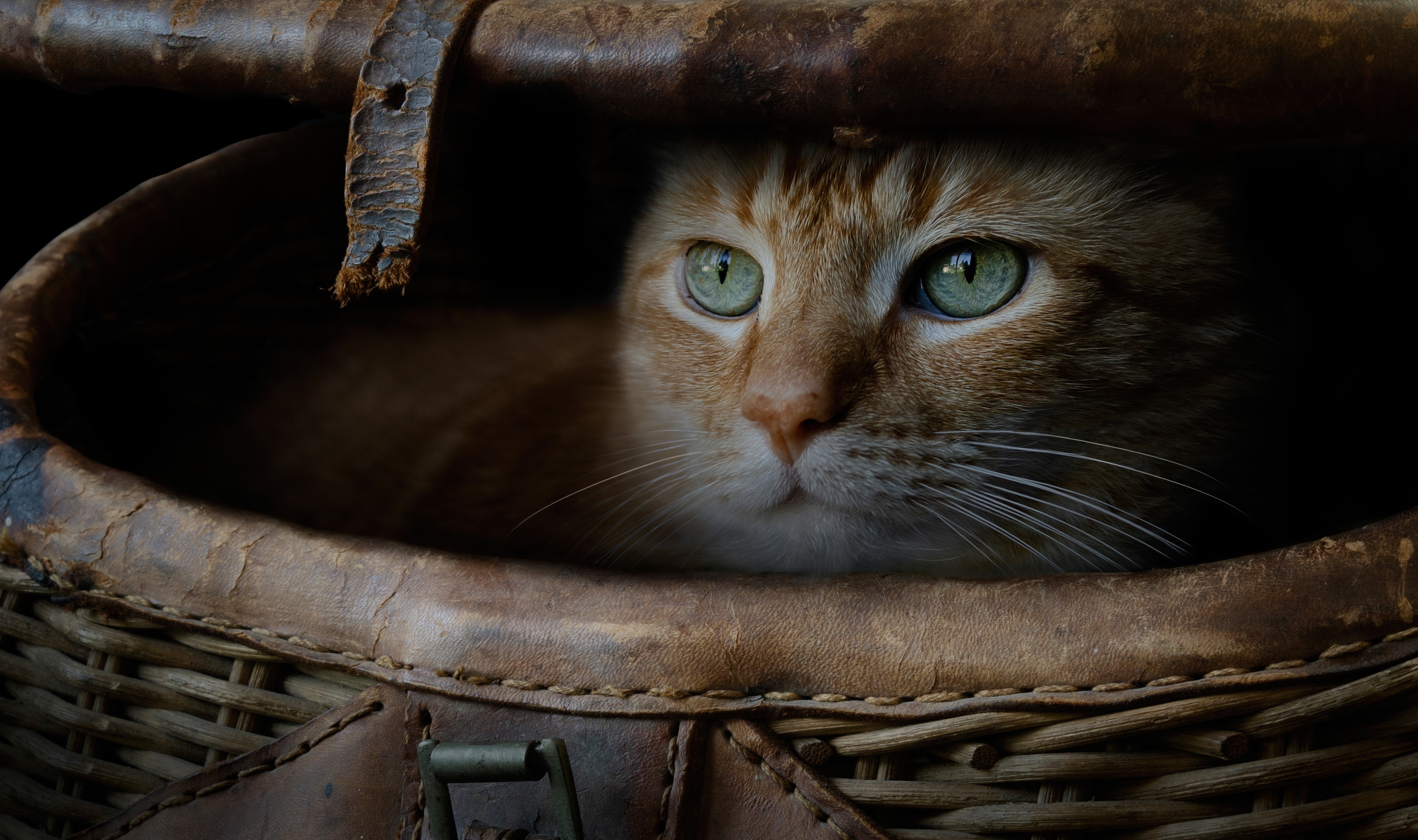 Orange cat with green eyes in a wicker basket HD Wallpaper