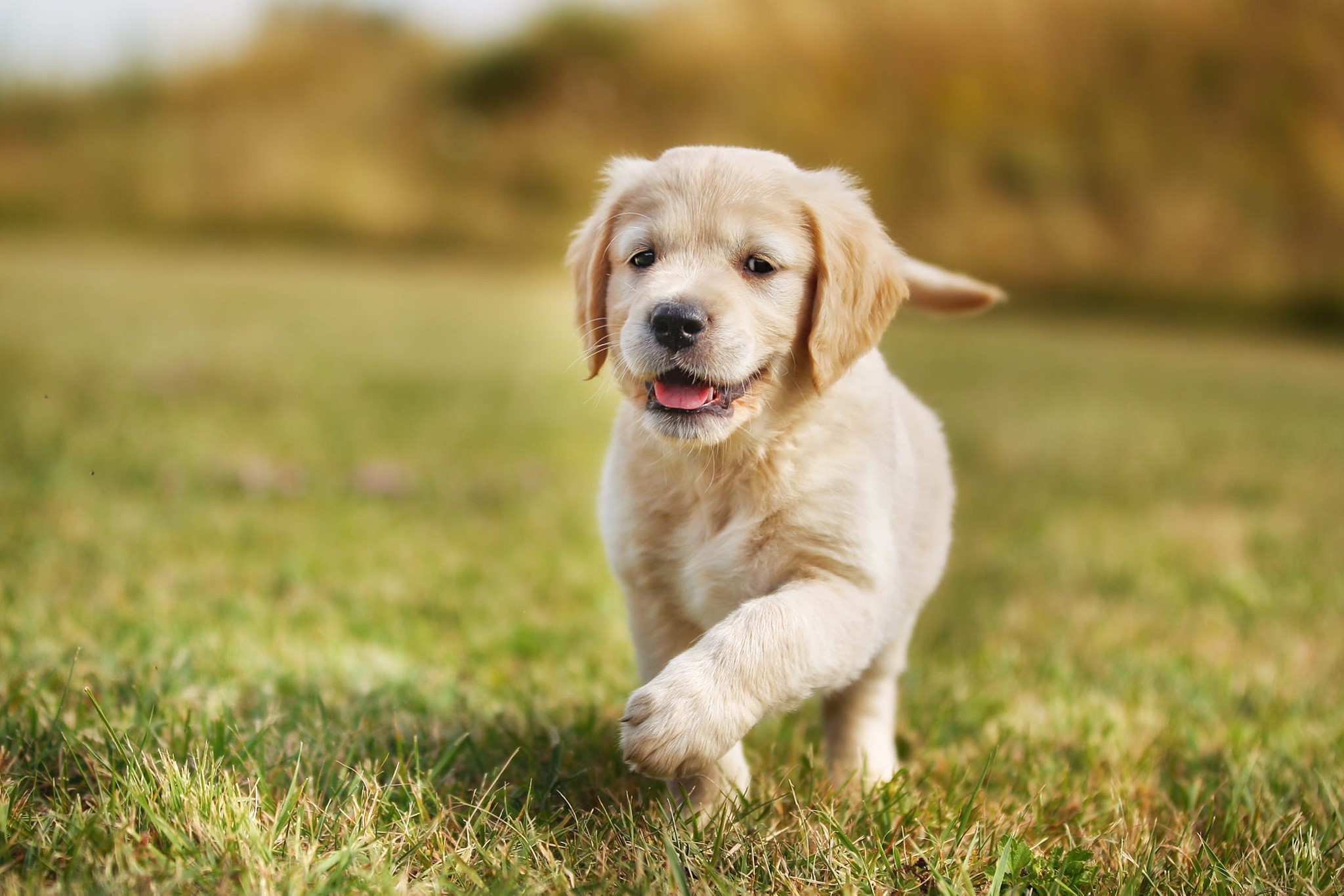 Golden Retriever puppy running on grass HD Wallpaper