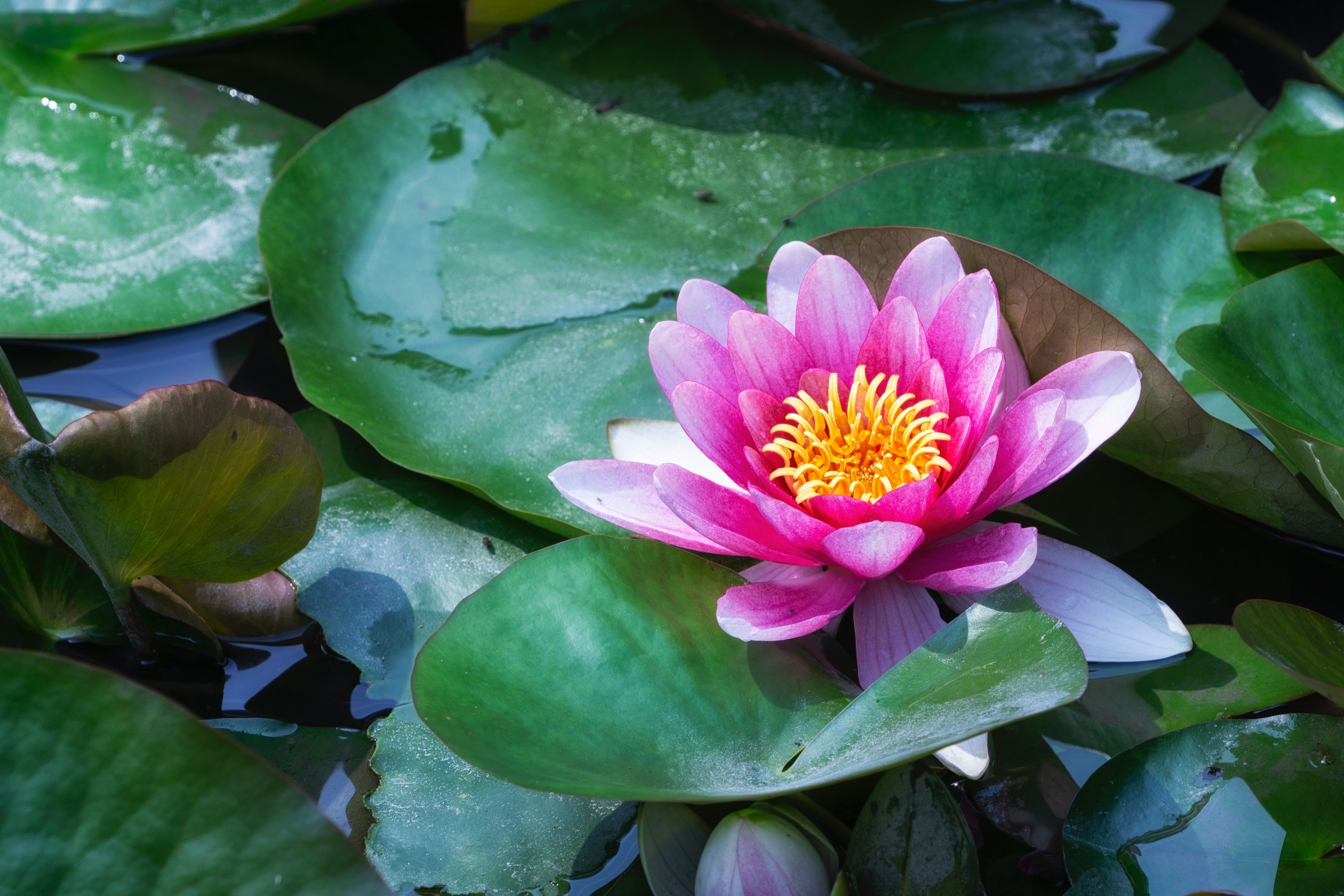 Pink Water Lily Flower on Green Lily Pads HD Wallpaper