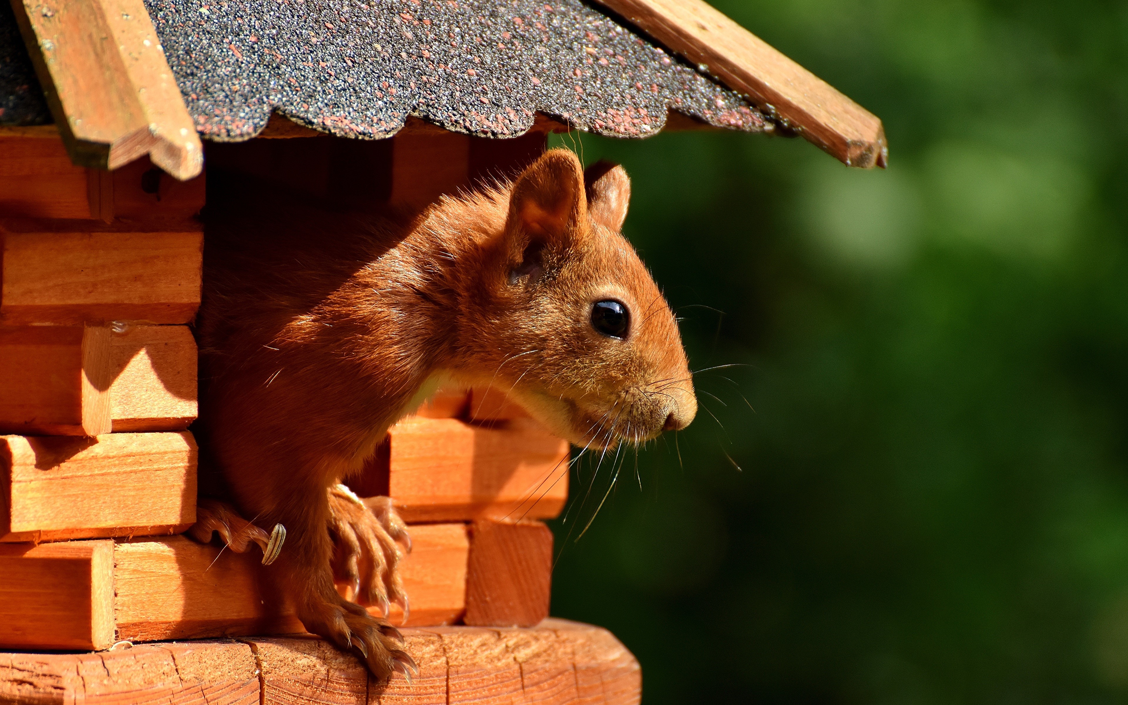Red Squirrel Peeking Out of Wooden Birdhouse HD Wallpaper
