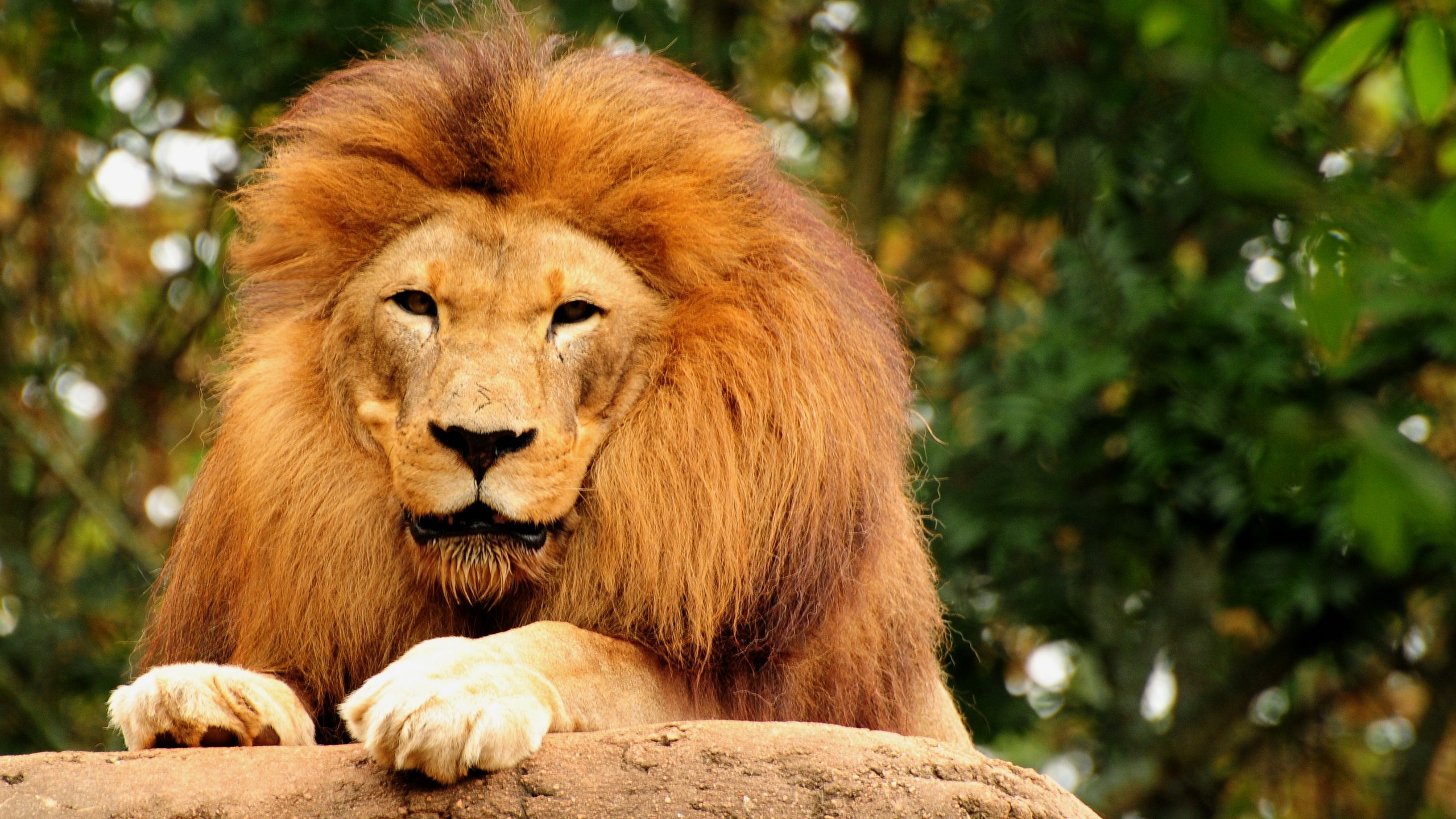 Lion with a mane resting on a rock HD Wallpaper