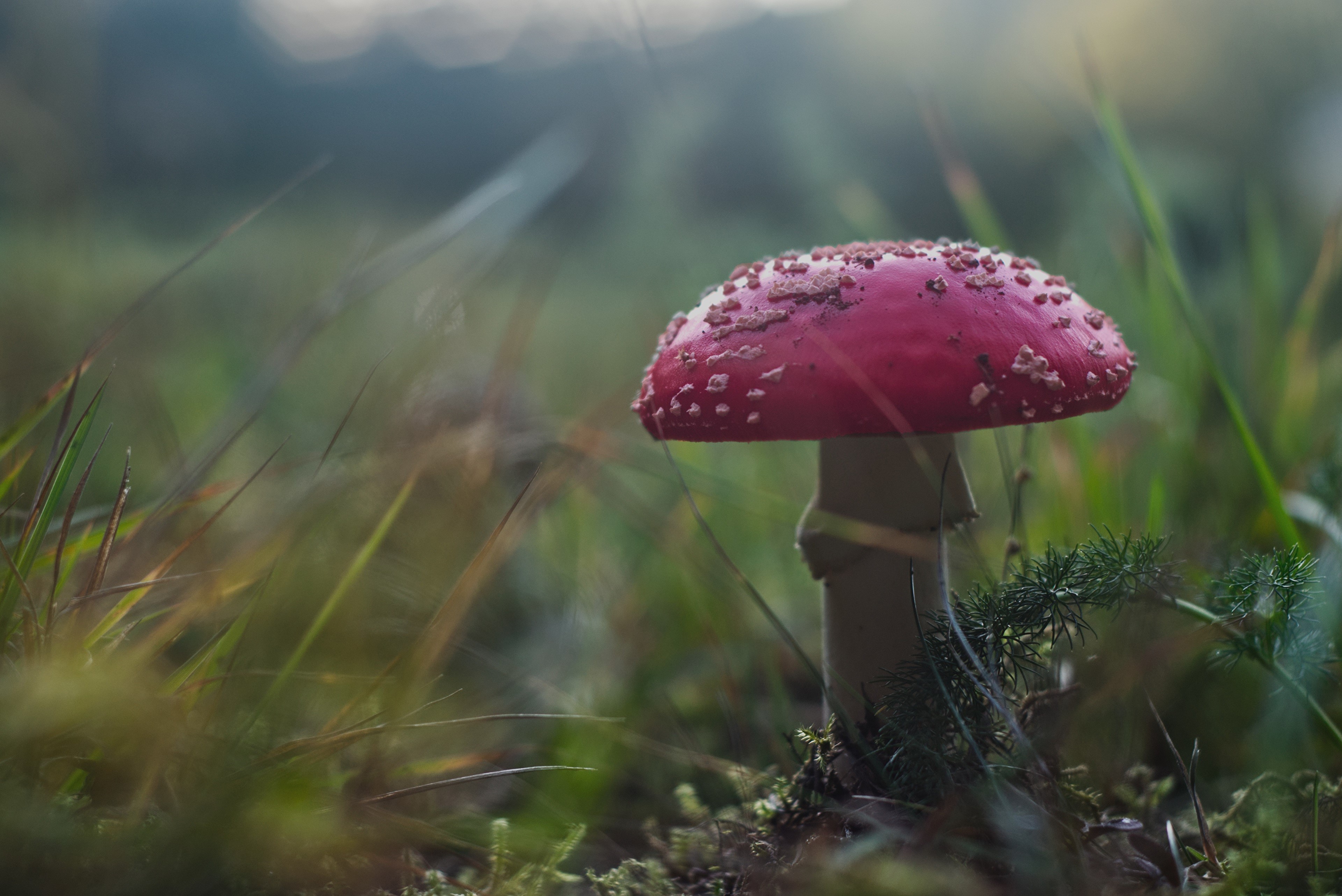 Amanita Mushroom in Grass HD Wallpaper