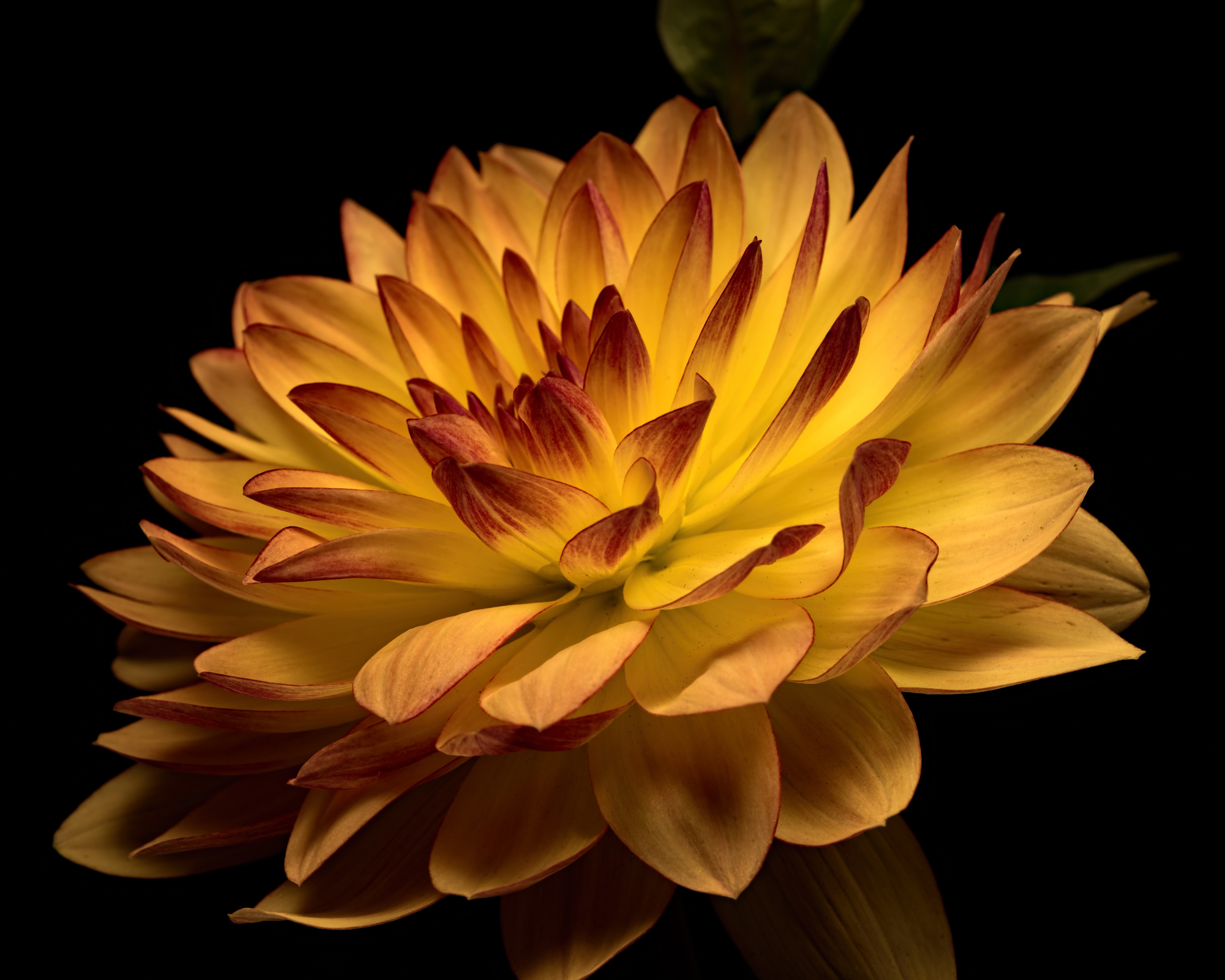 4K Closeup of Yellow and Red Dahlia Flower HD Wallpaper