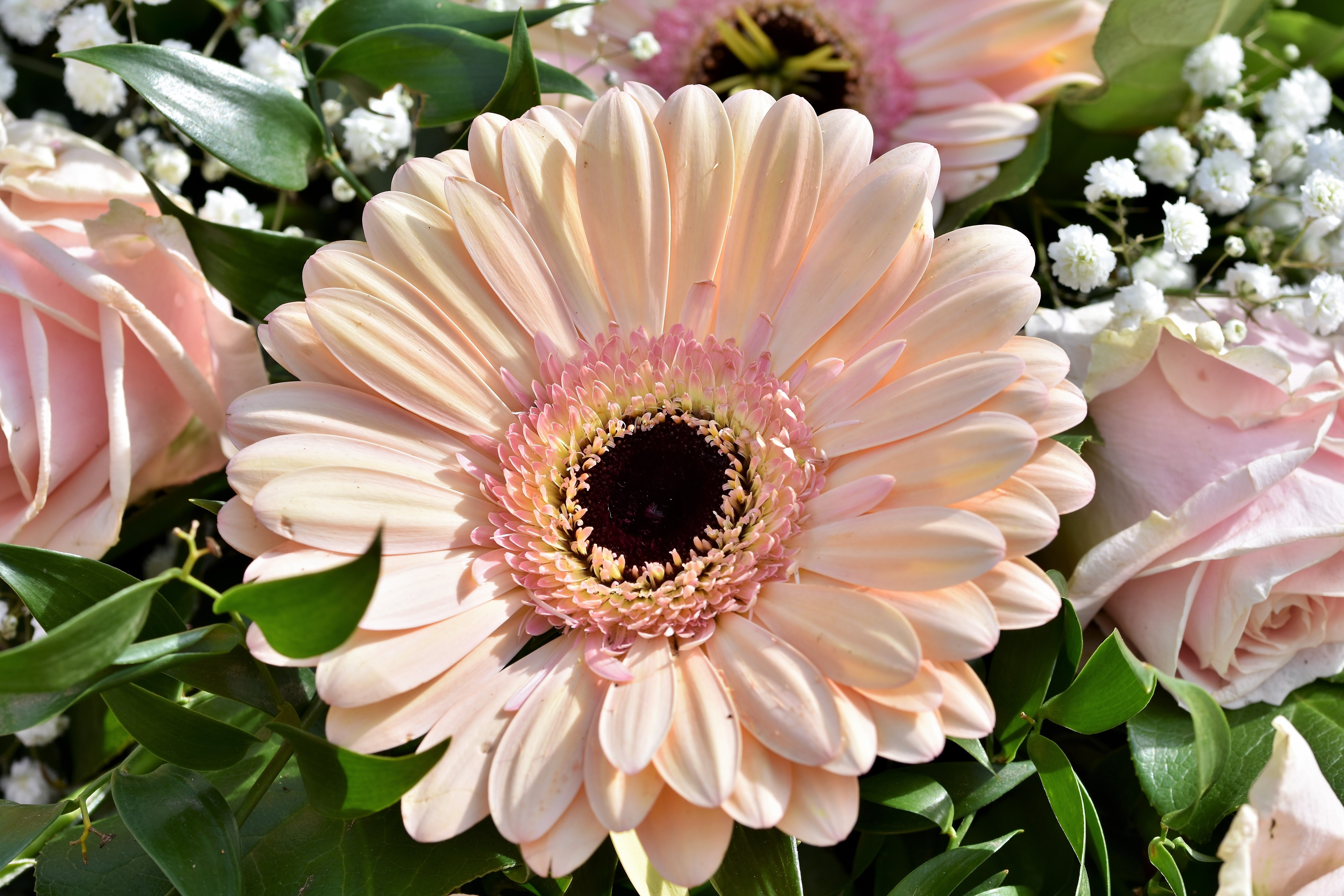 Close-up of Pink Gerbera Daisy and Roses HD Wallpaper