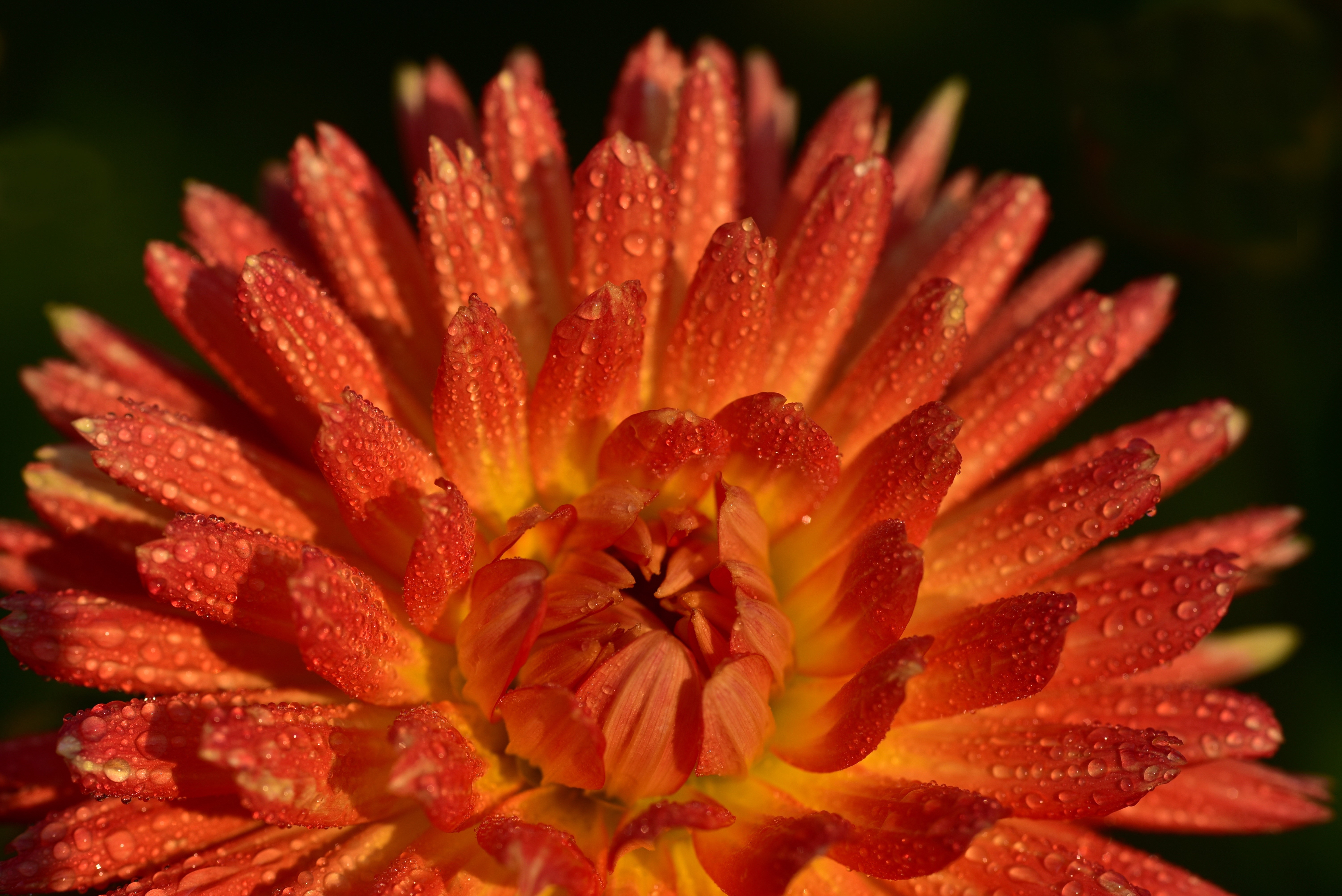 Closeup of a red dahlia with water drops HD Wallpaper