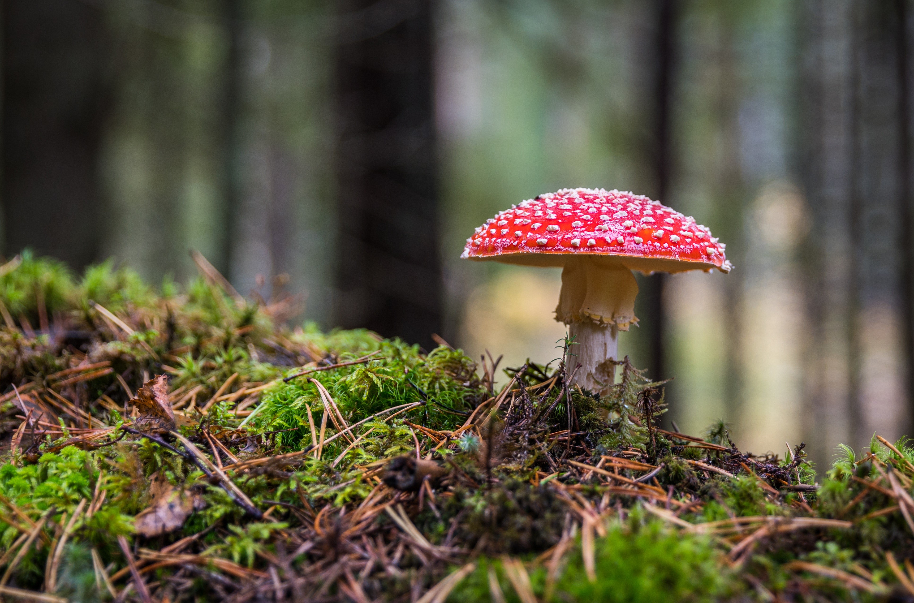 Amanita mushroom on mossy forest floor HD Wallpaper