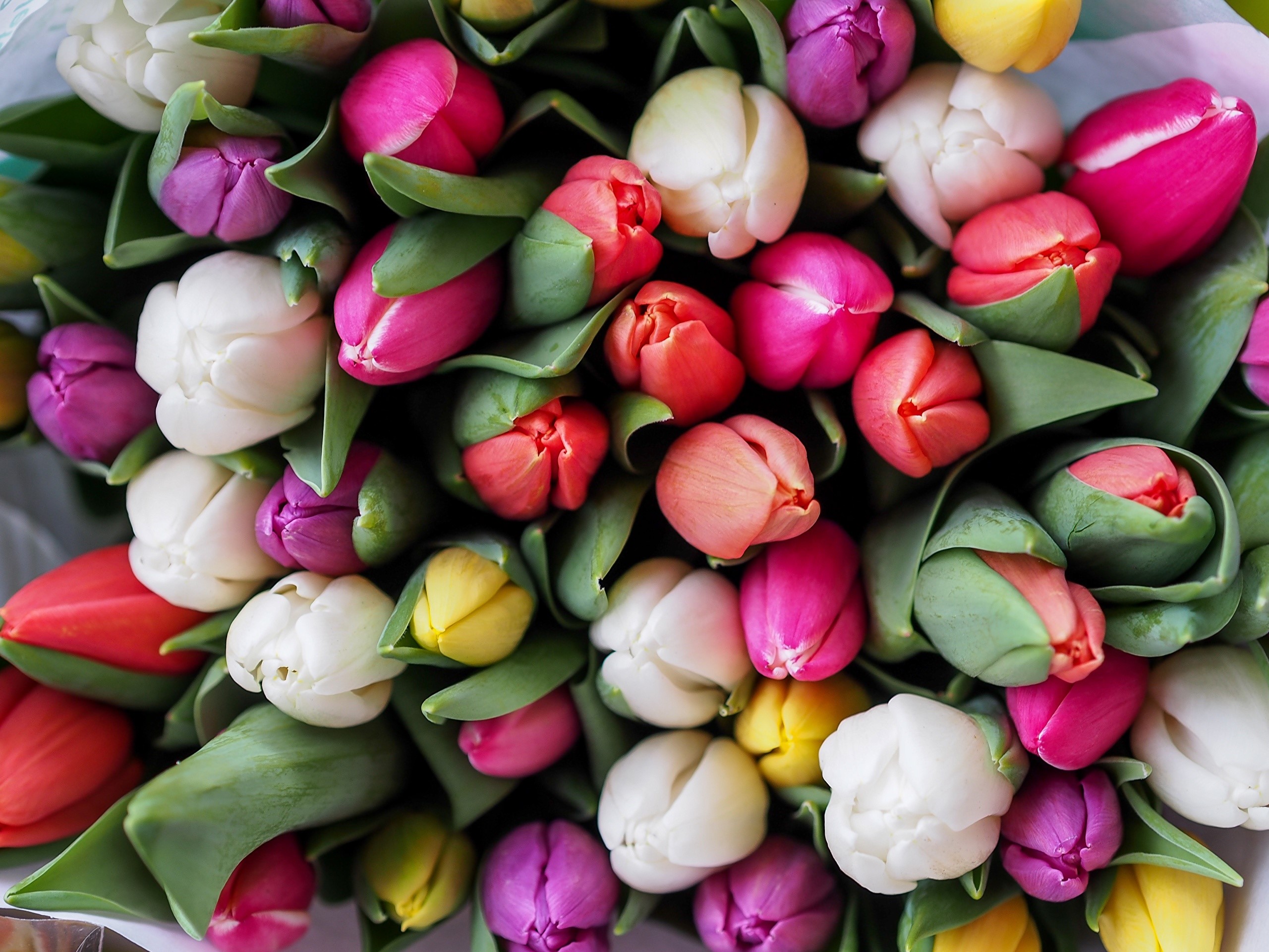 A close-up of a multicolor bouquet of tulips HD Wallpaper