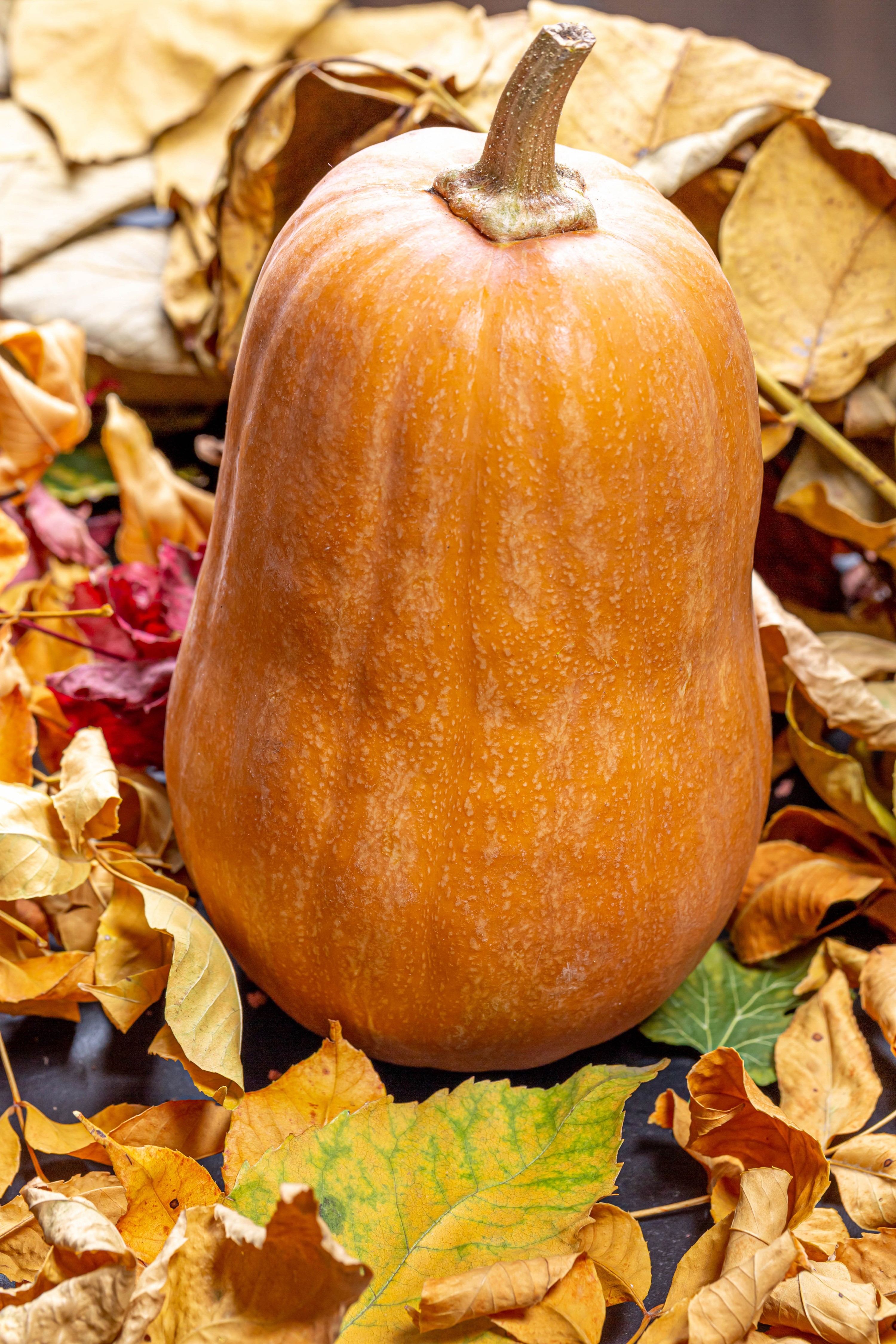 Butternut squash surrounded by autumn leaves HD Phone Wallpaper
