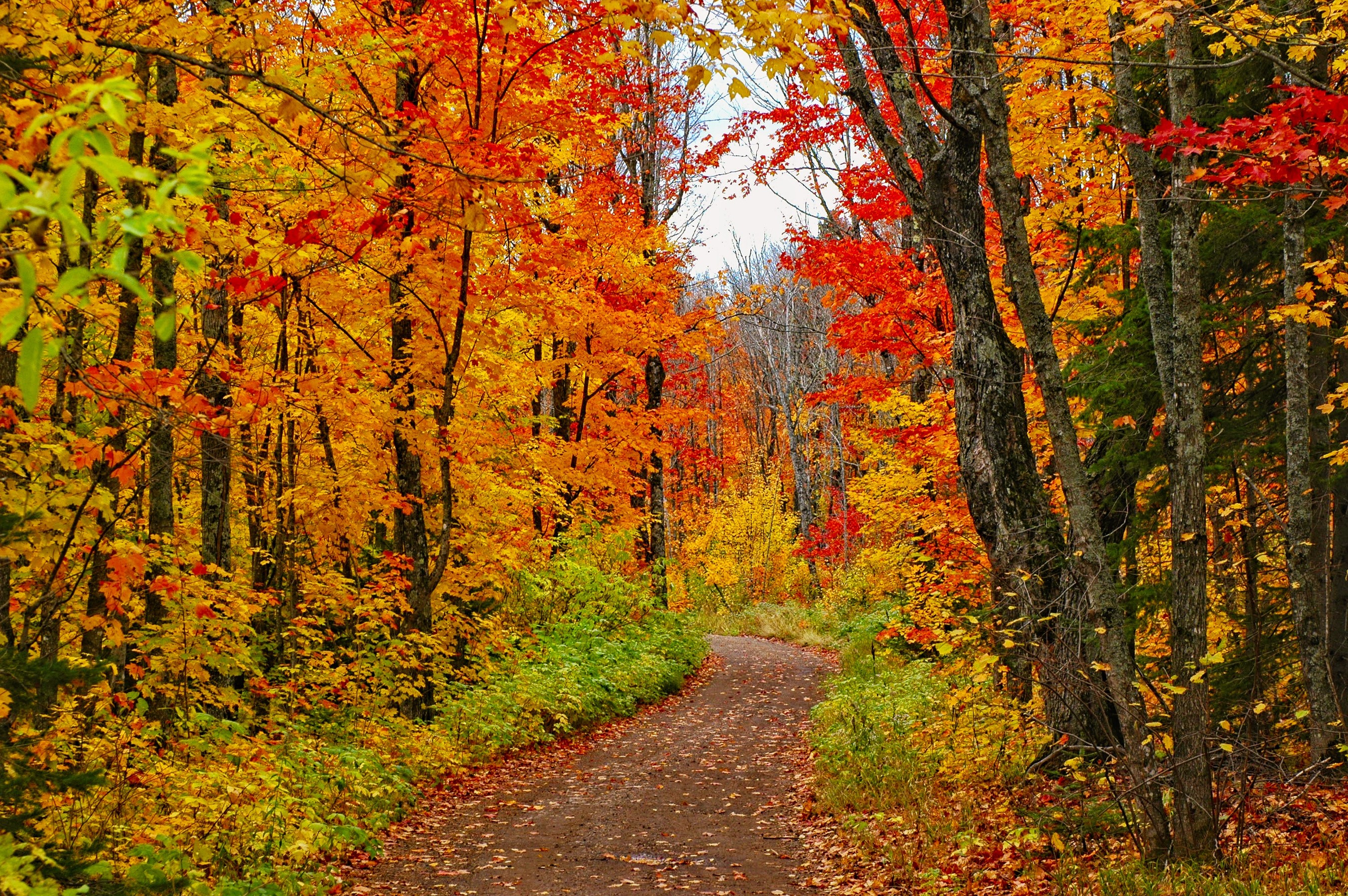 Autumn forest trail with colorful foliage in Minnesota HD Wallpaper