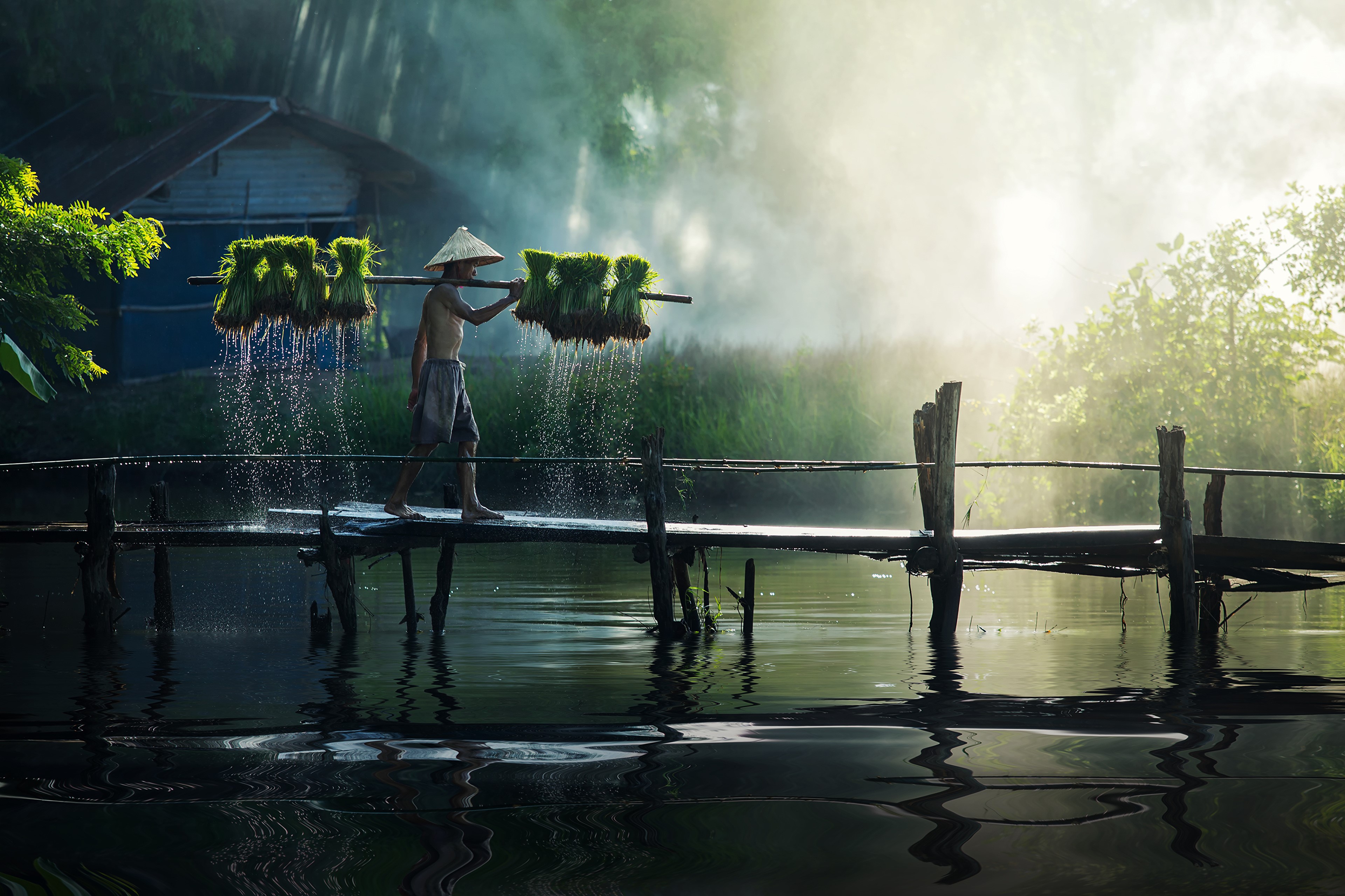 Man Carrying Green Shoots on Wooden Bridge in Fog HD Wallpaper