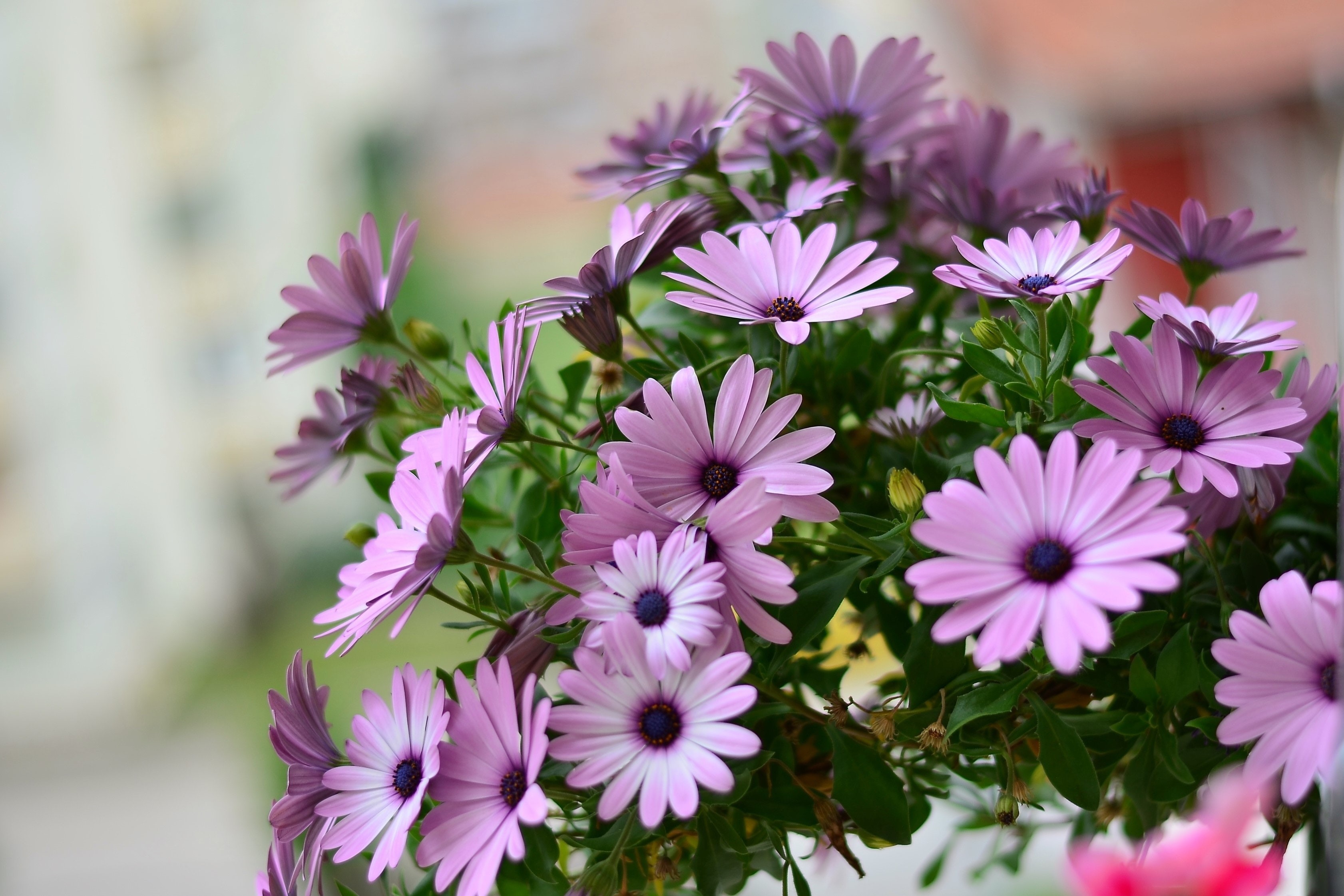 Purple Osteospermum Margarita flowers HD Wallpaper