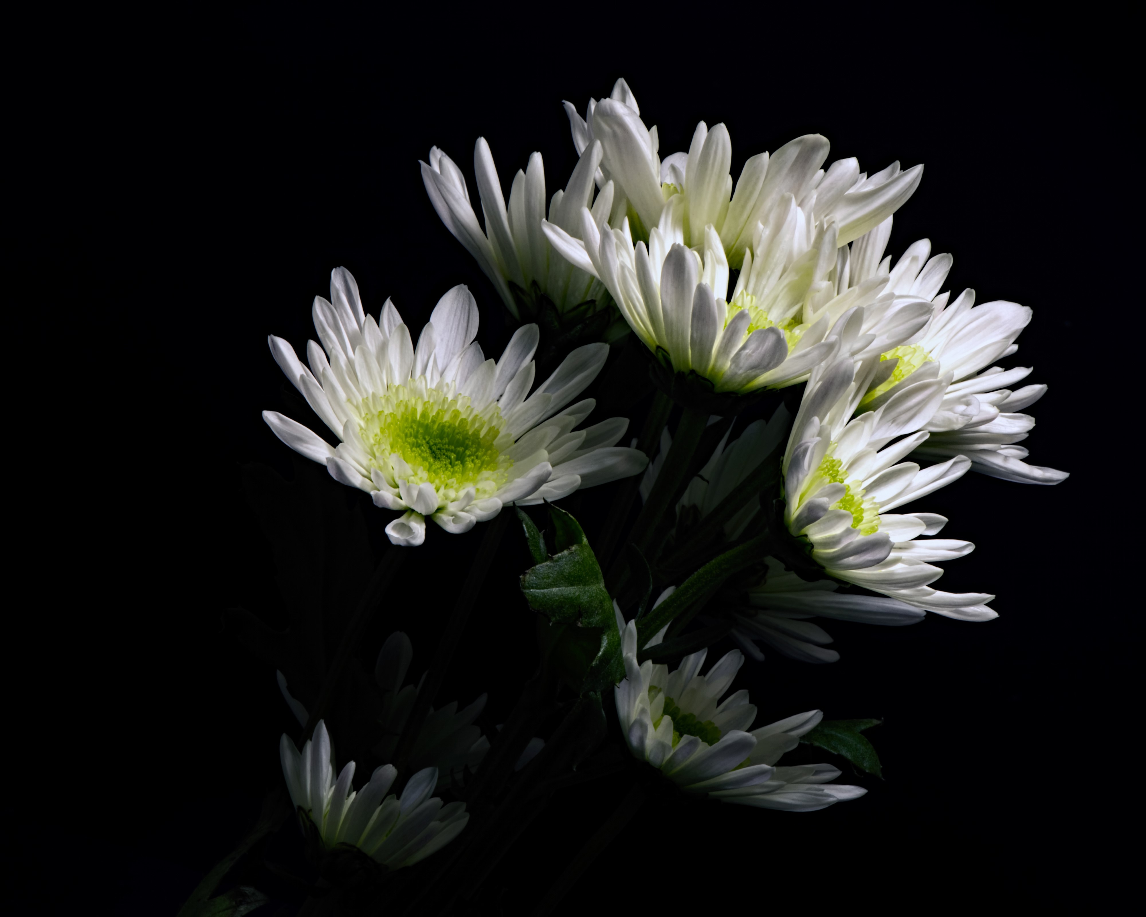 4K White Chrysanthemums on Black Background HD Wallpaper