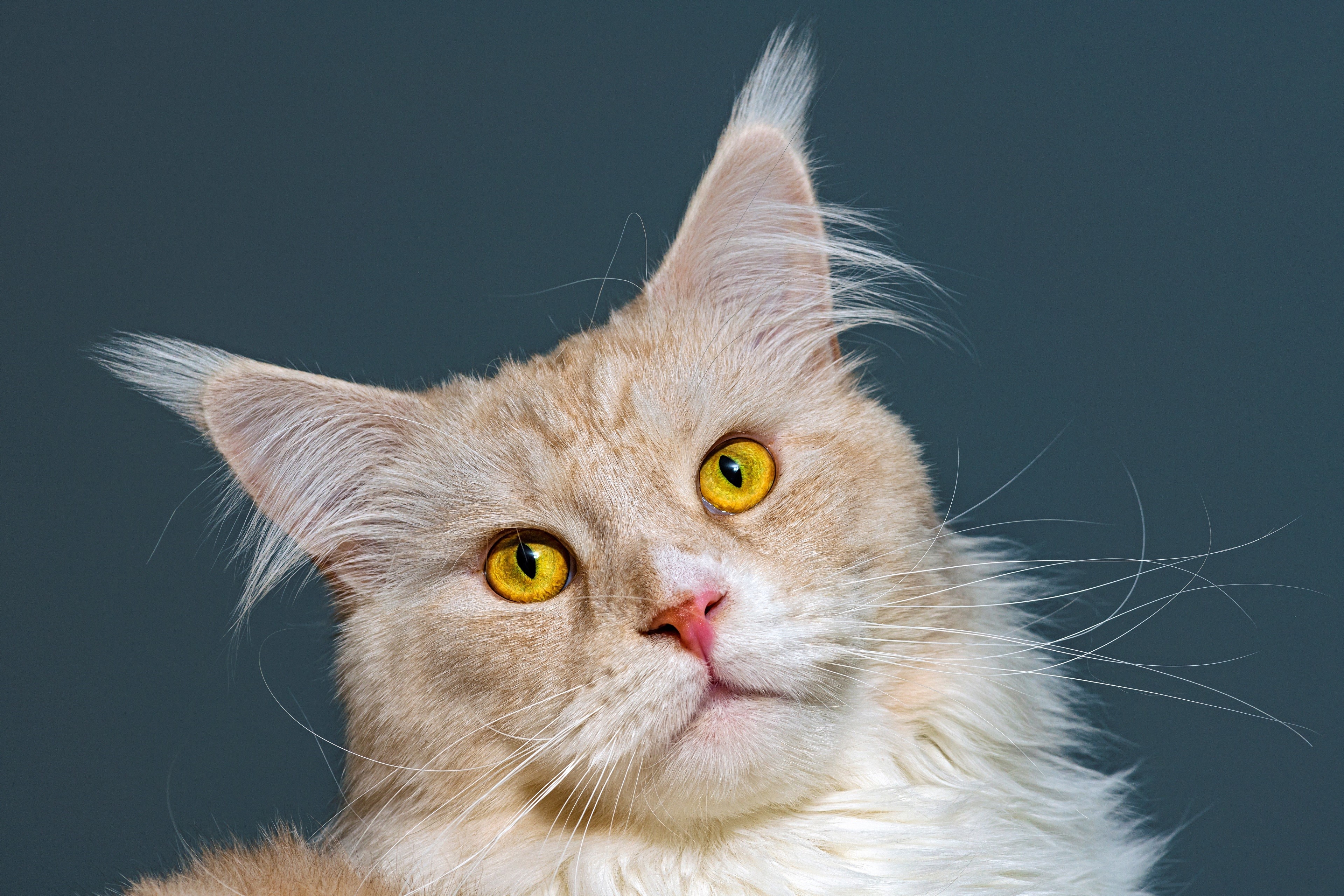 Maine Coon cat with yellow eyes HD Wallpaper
