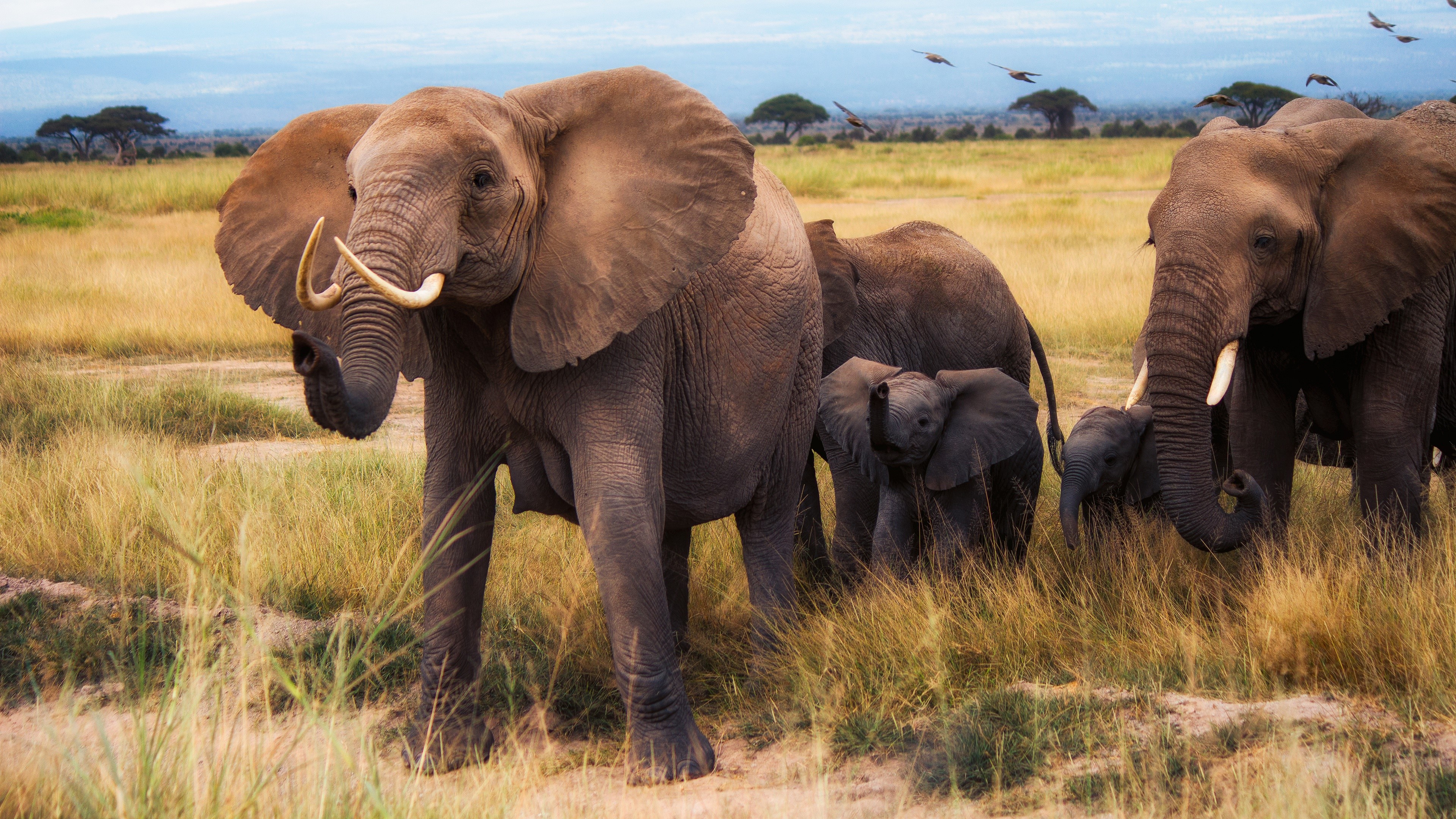 4K Elephants and Cubs in Savannah HD Wallpaper