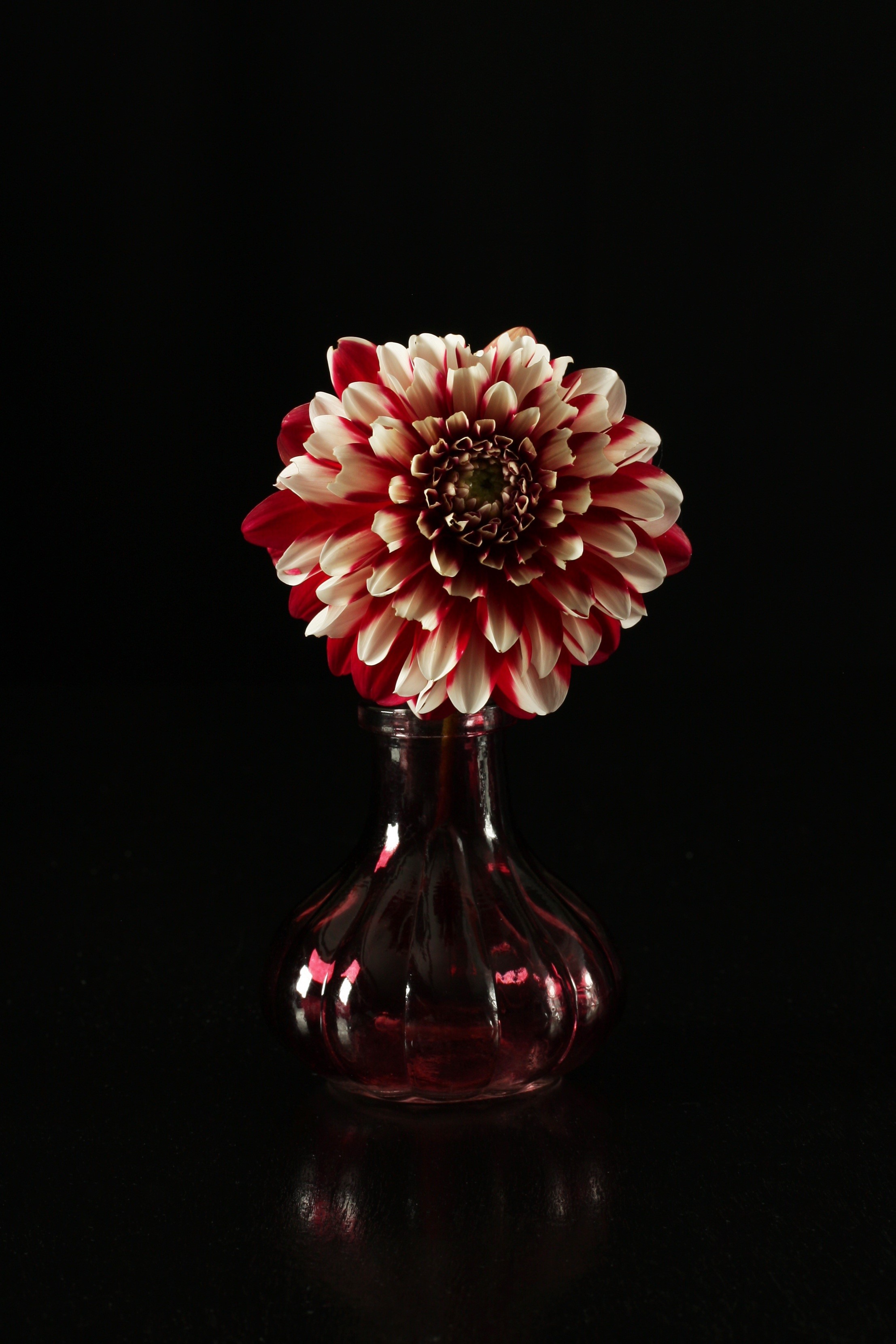 Red and white dahlia in a dark red vase HD Phone Wallpaper