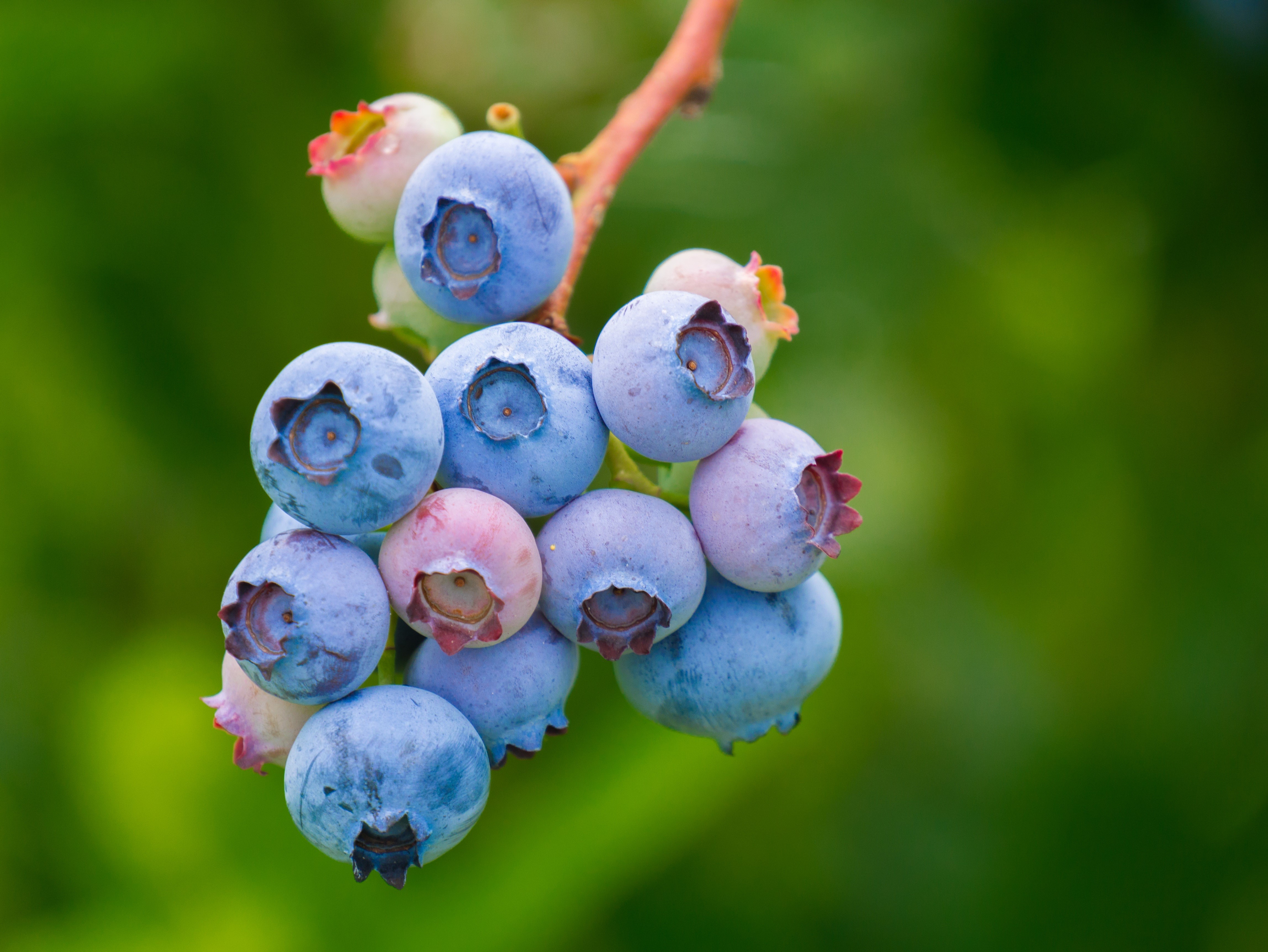 Blueberries on a branch, closeup, bokeh HD Wallpaper