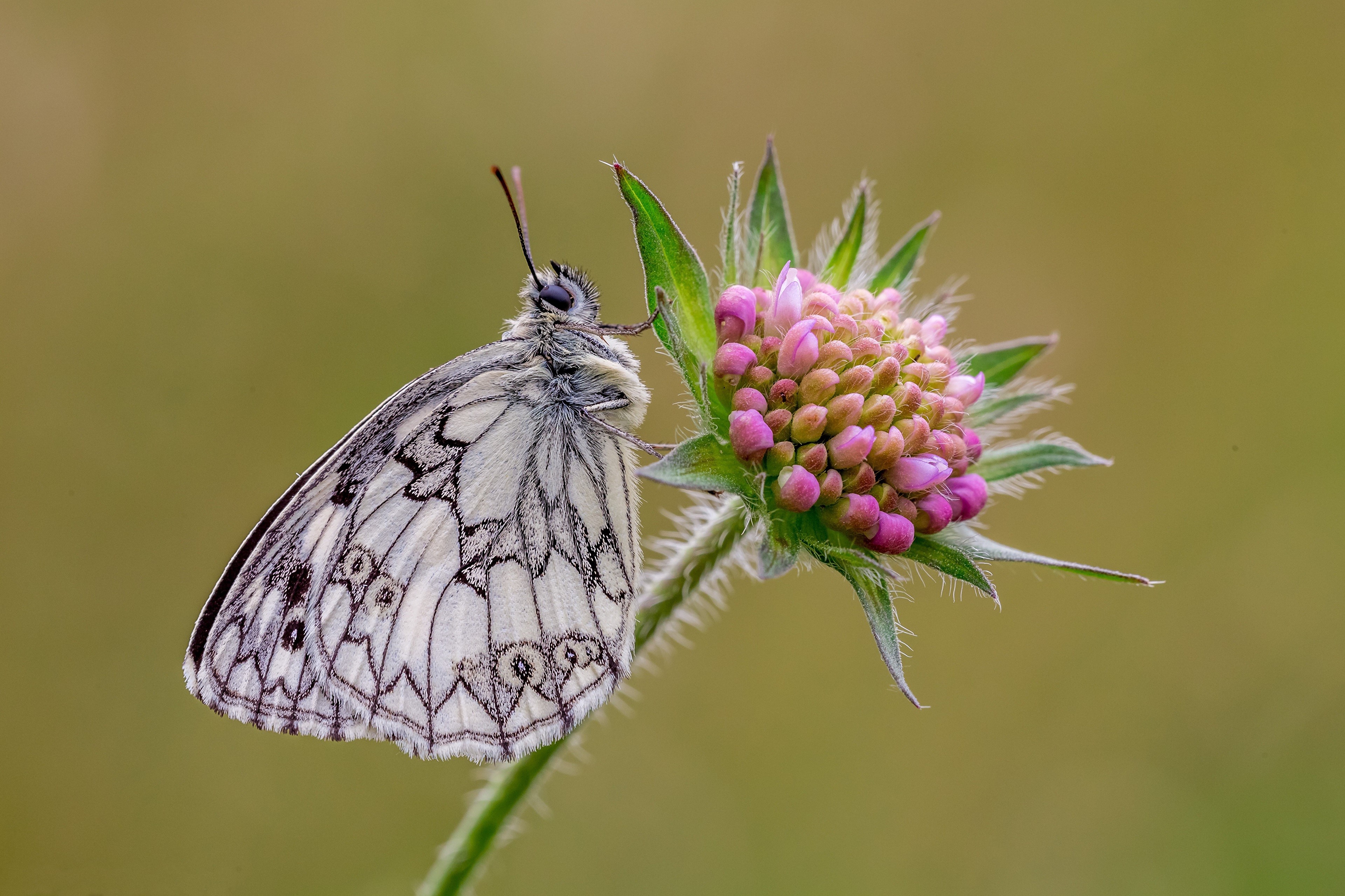 Marbled white butterfly on a pink flower HD Wallpaper