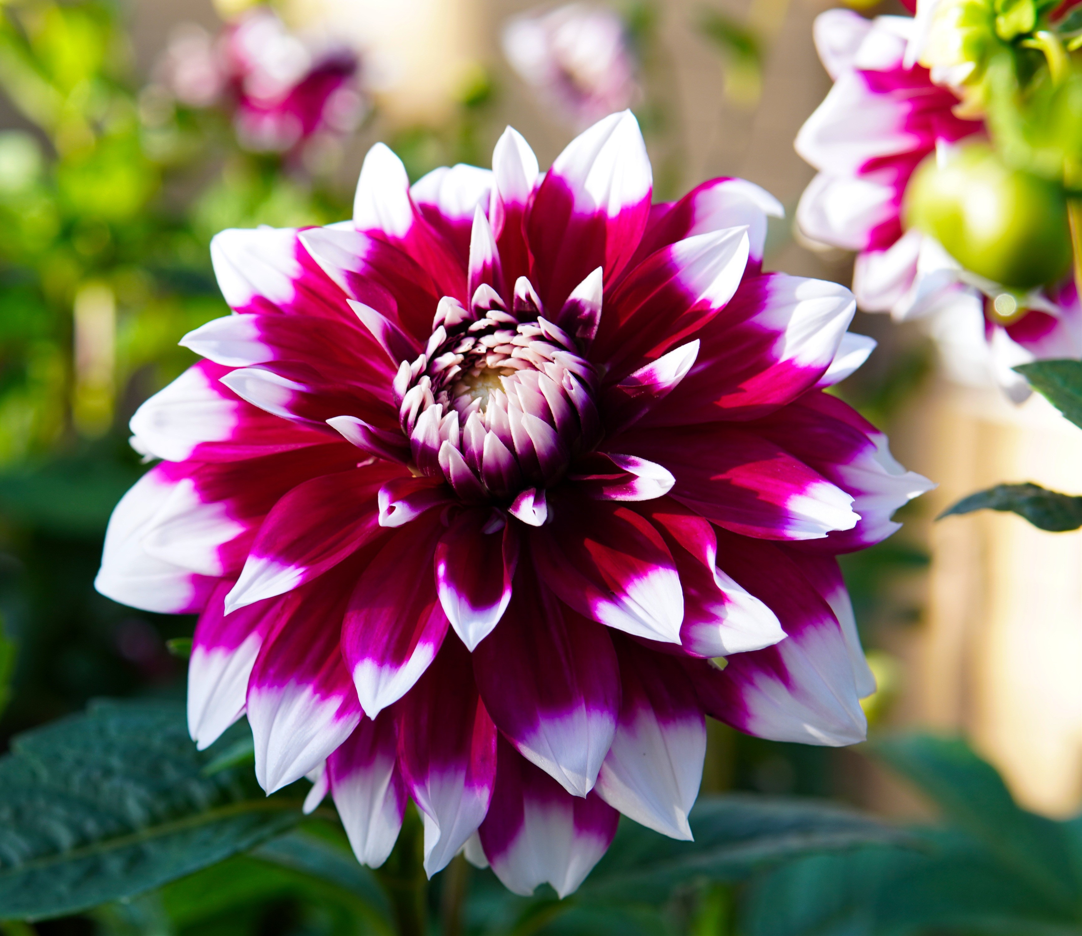 Close-up of a bicolor Dahlia flower HD Wallpaper