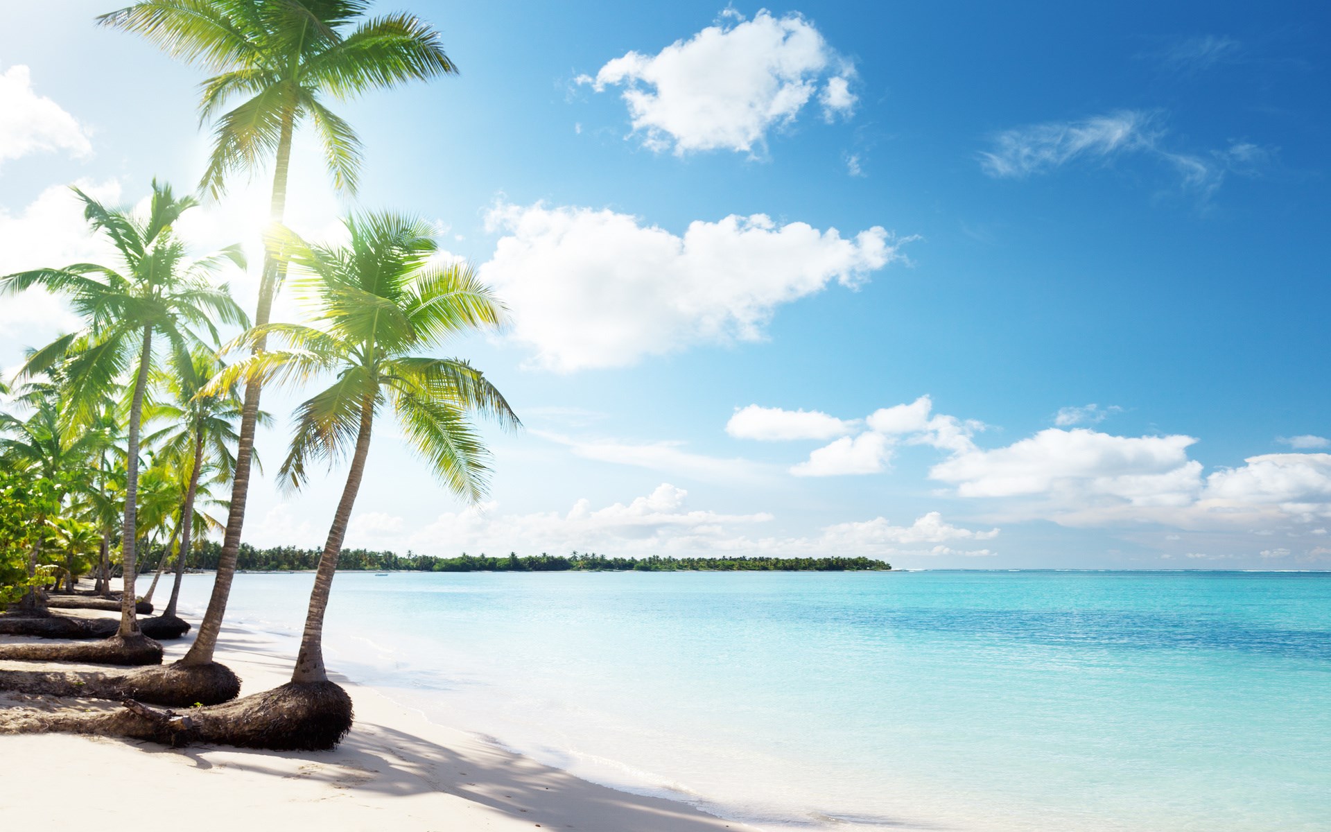 Palm trees on a tropical beach with turquoise water HD Wallpaper