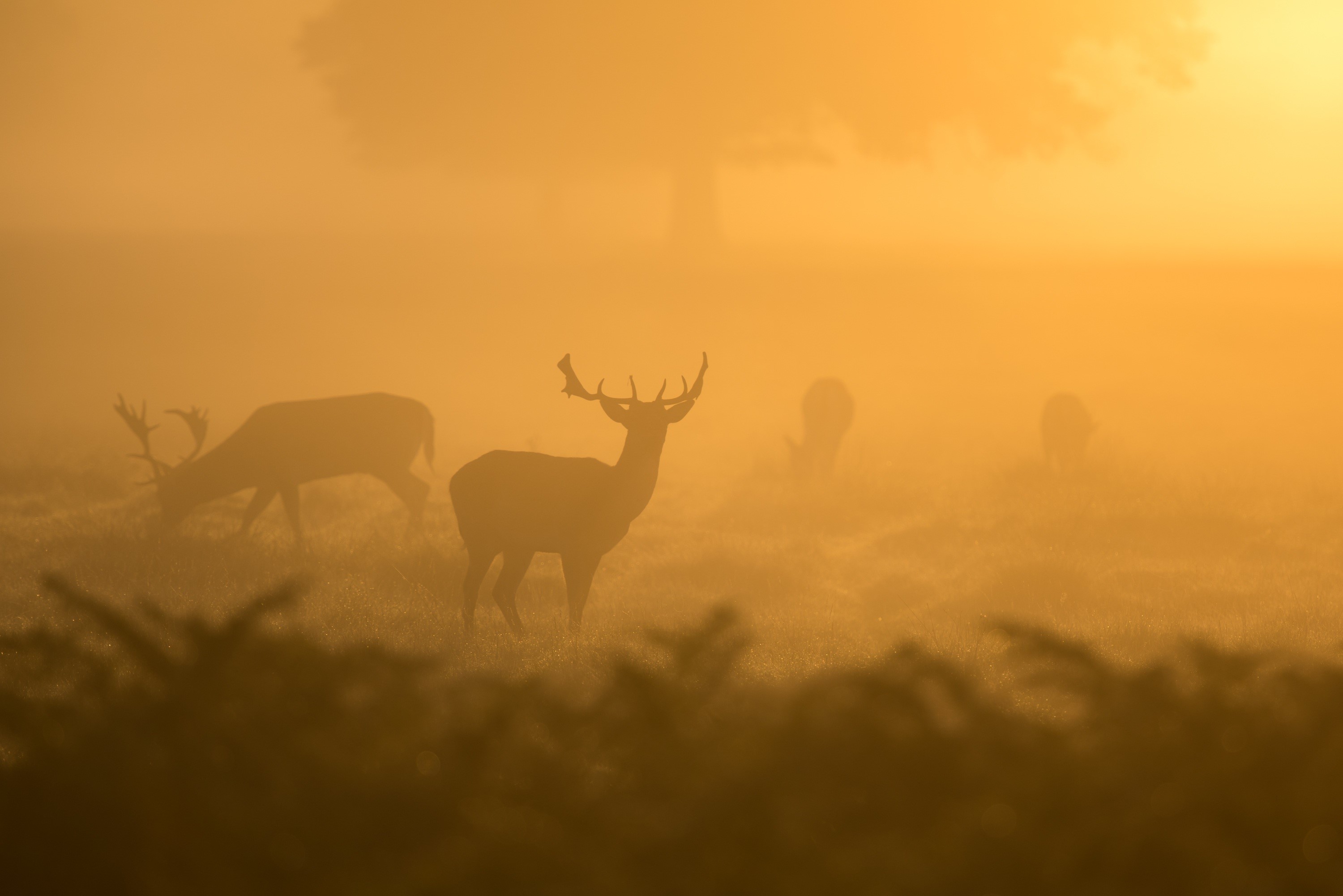 Deer in fog at sunrise HD Wallpaper