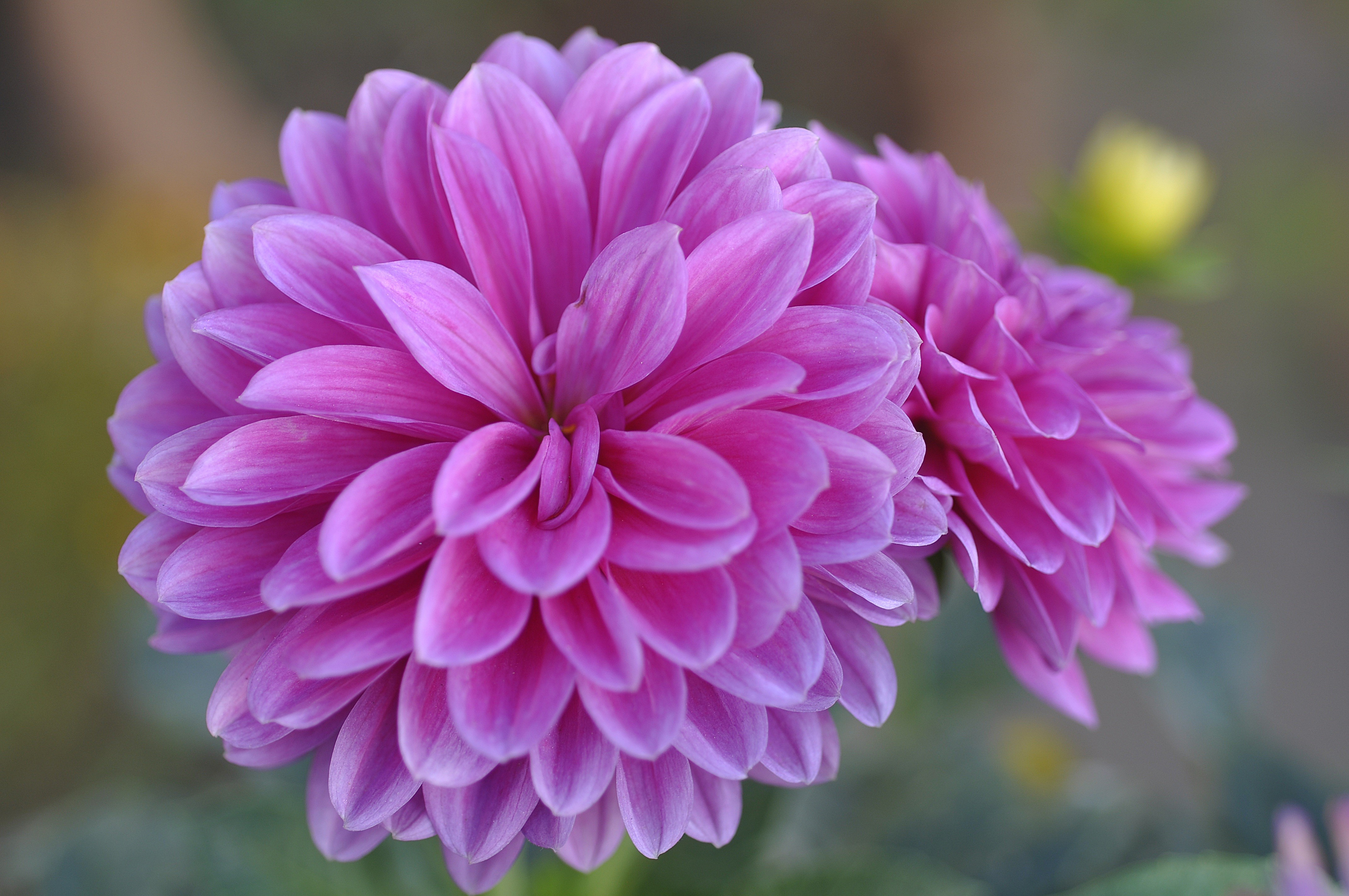 4K Pink Dahlias Closeup HD Wallpaper