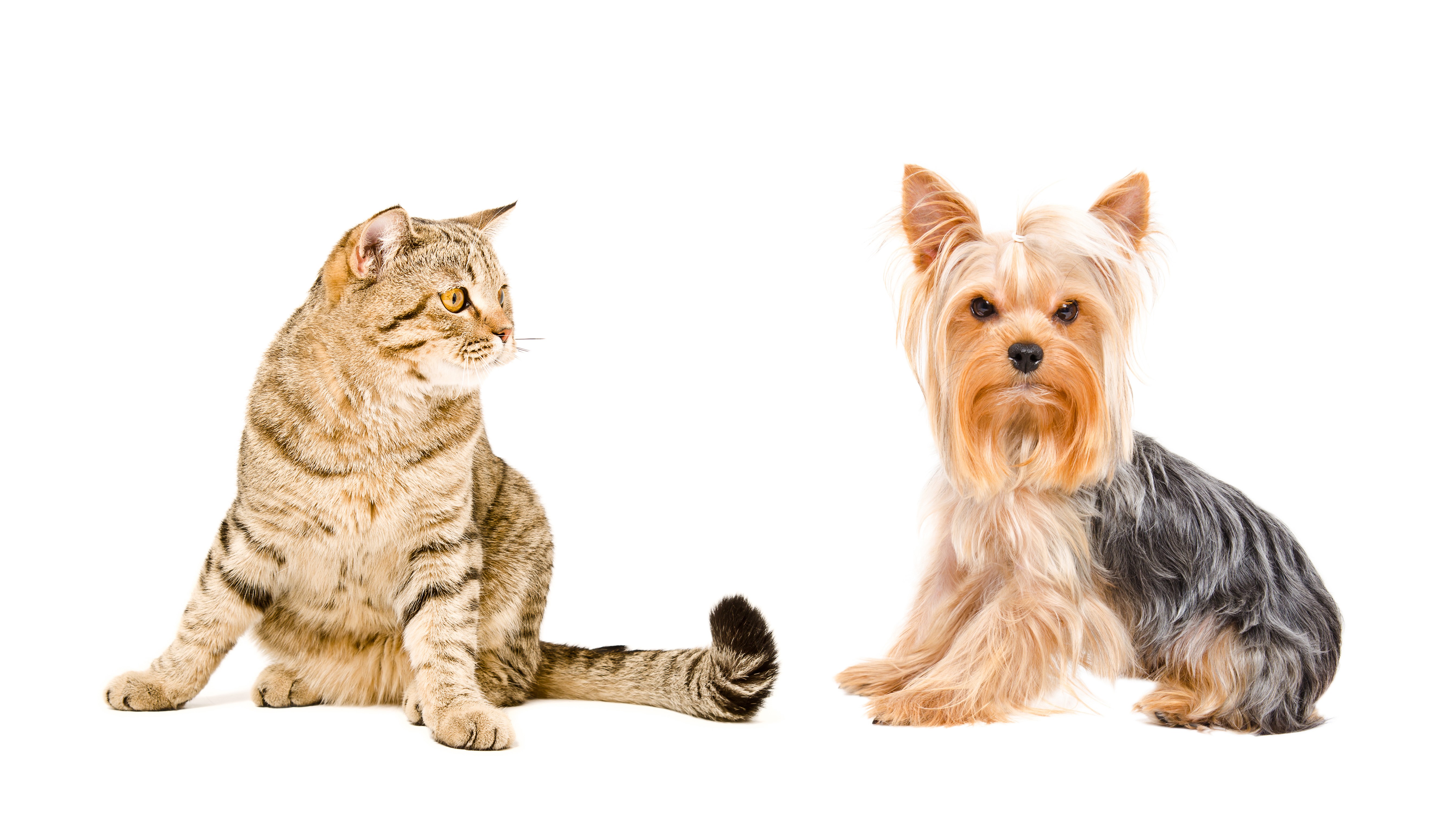 Cat and Yorkshire Terrier on White Background HD Wallpaper