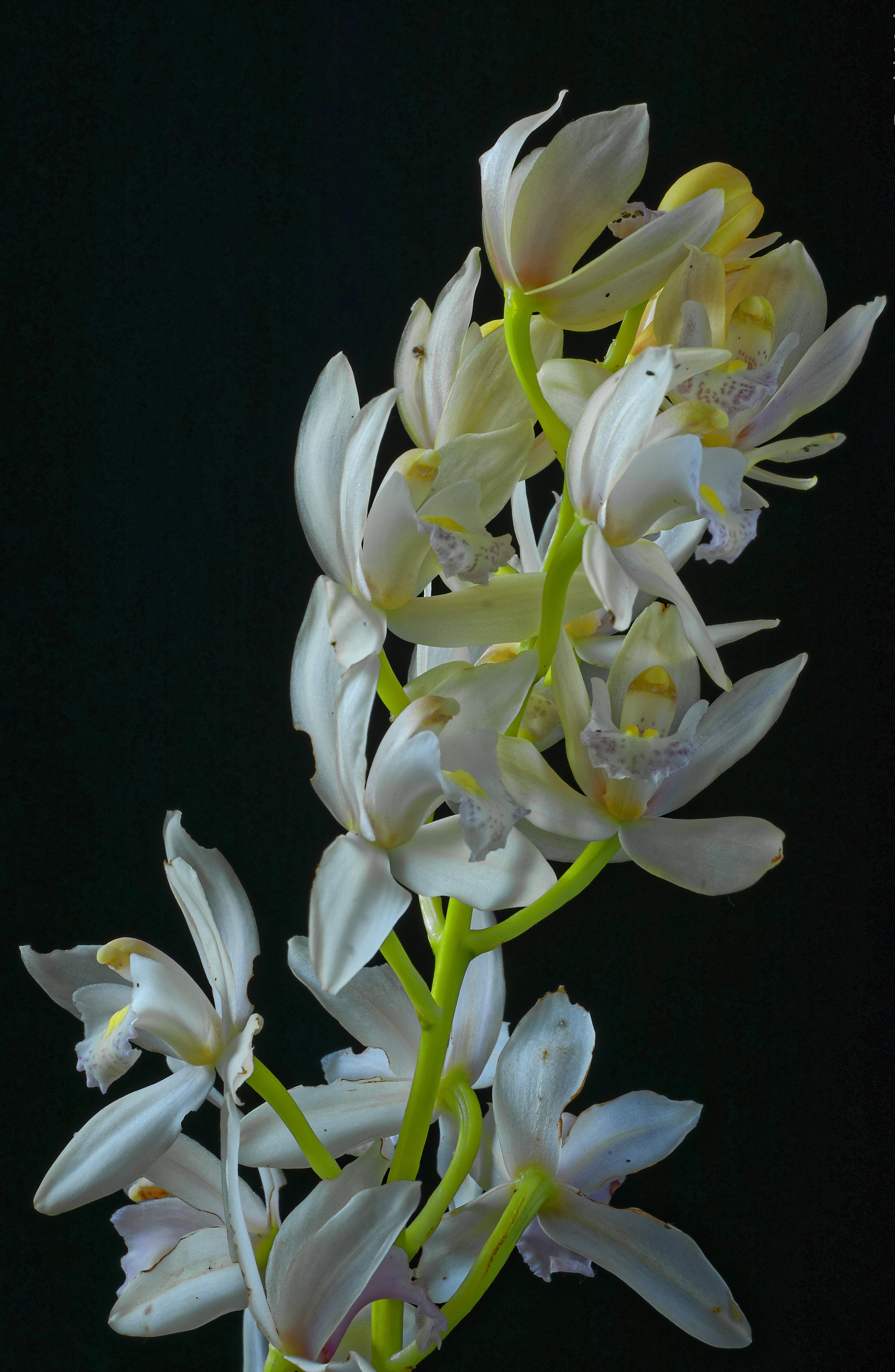 White orchids on a black background HD Phone Wallpaper