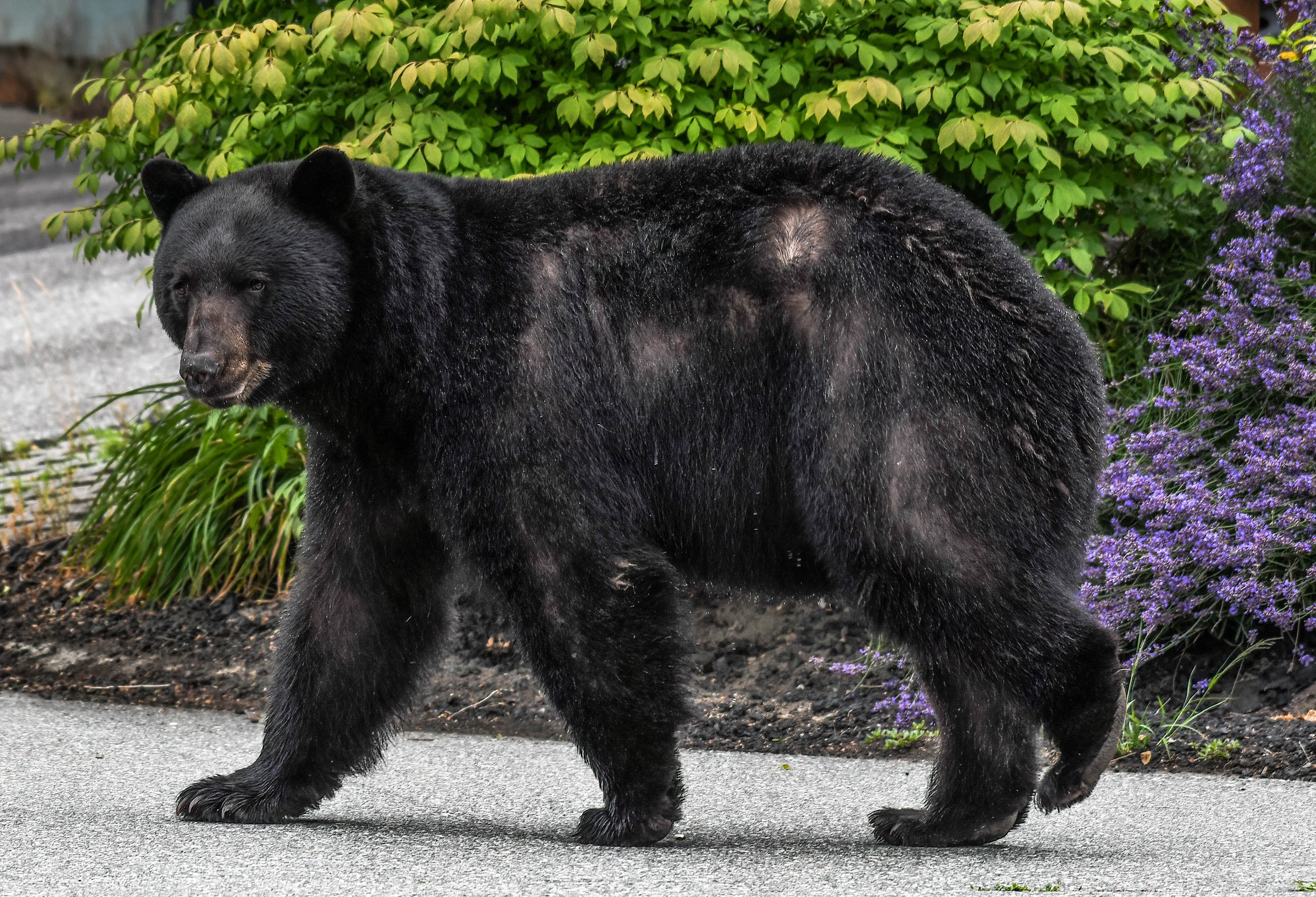 Black bear walking on a paved surface HD Wallpaper