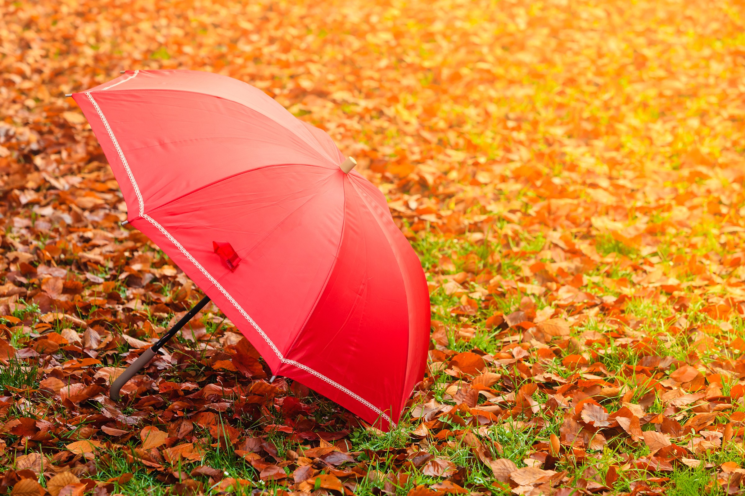 Red umbrella on autumn leaves HD Wallpaper