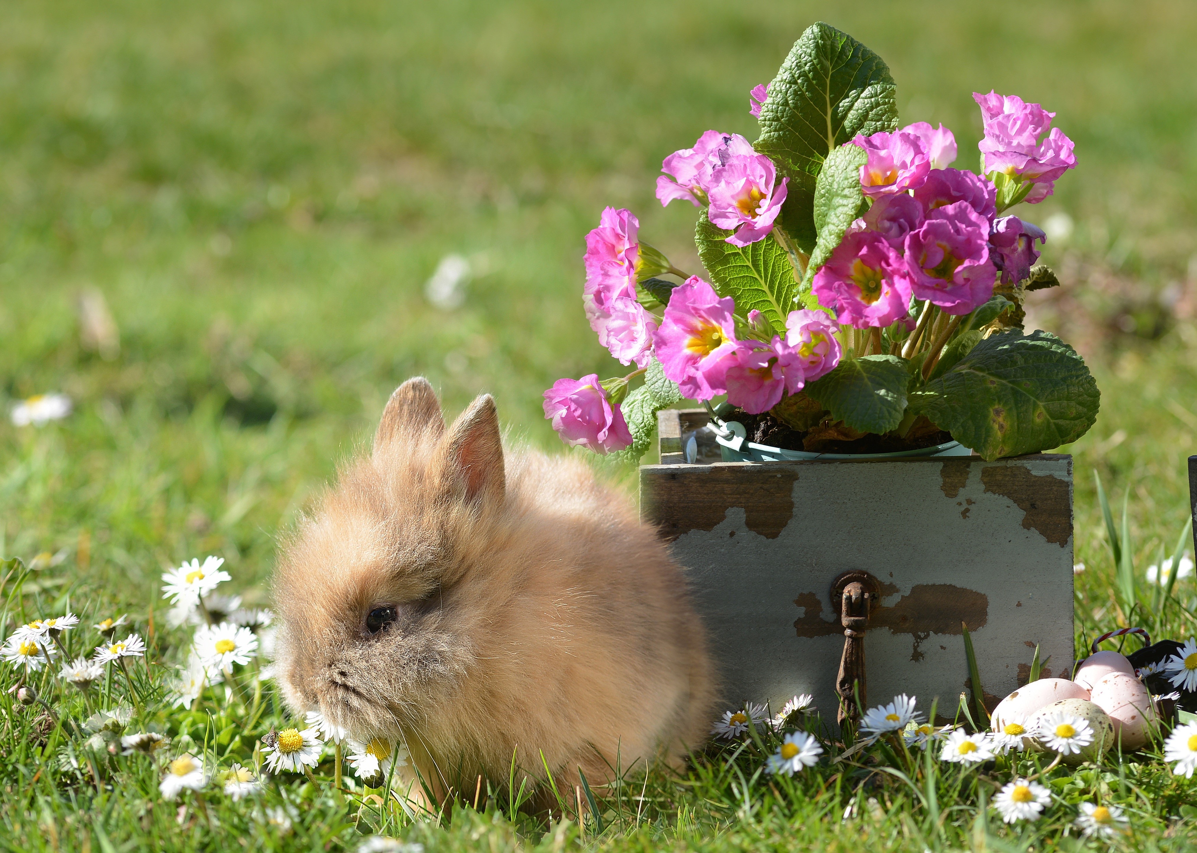 Fluffy Rabbit with Pink Flowers and Easter Eggs HD Wallpaper