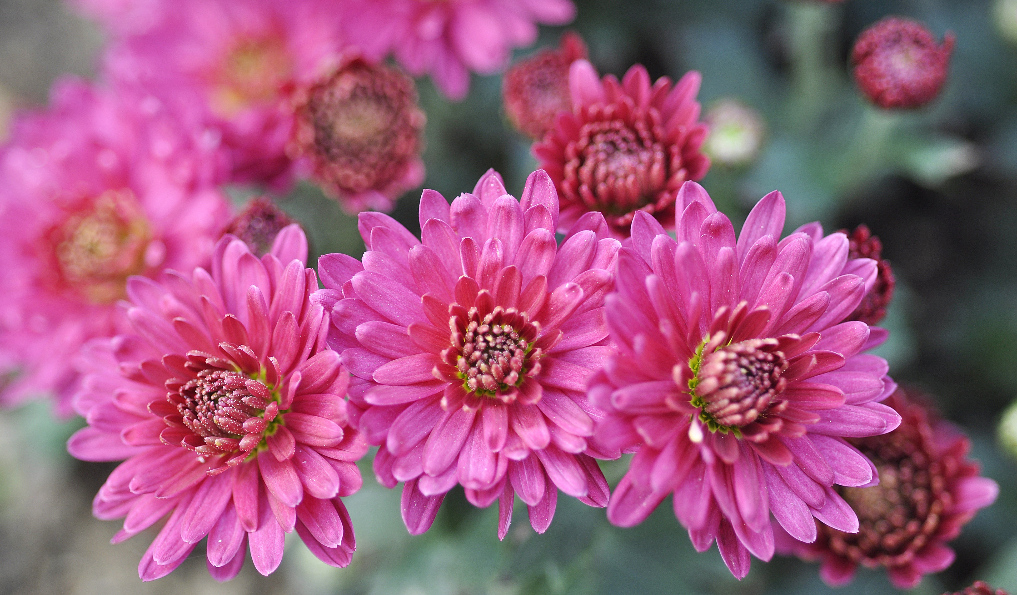 Close-up of Pink Chrysanthemums HD Wallpaper