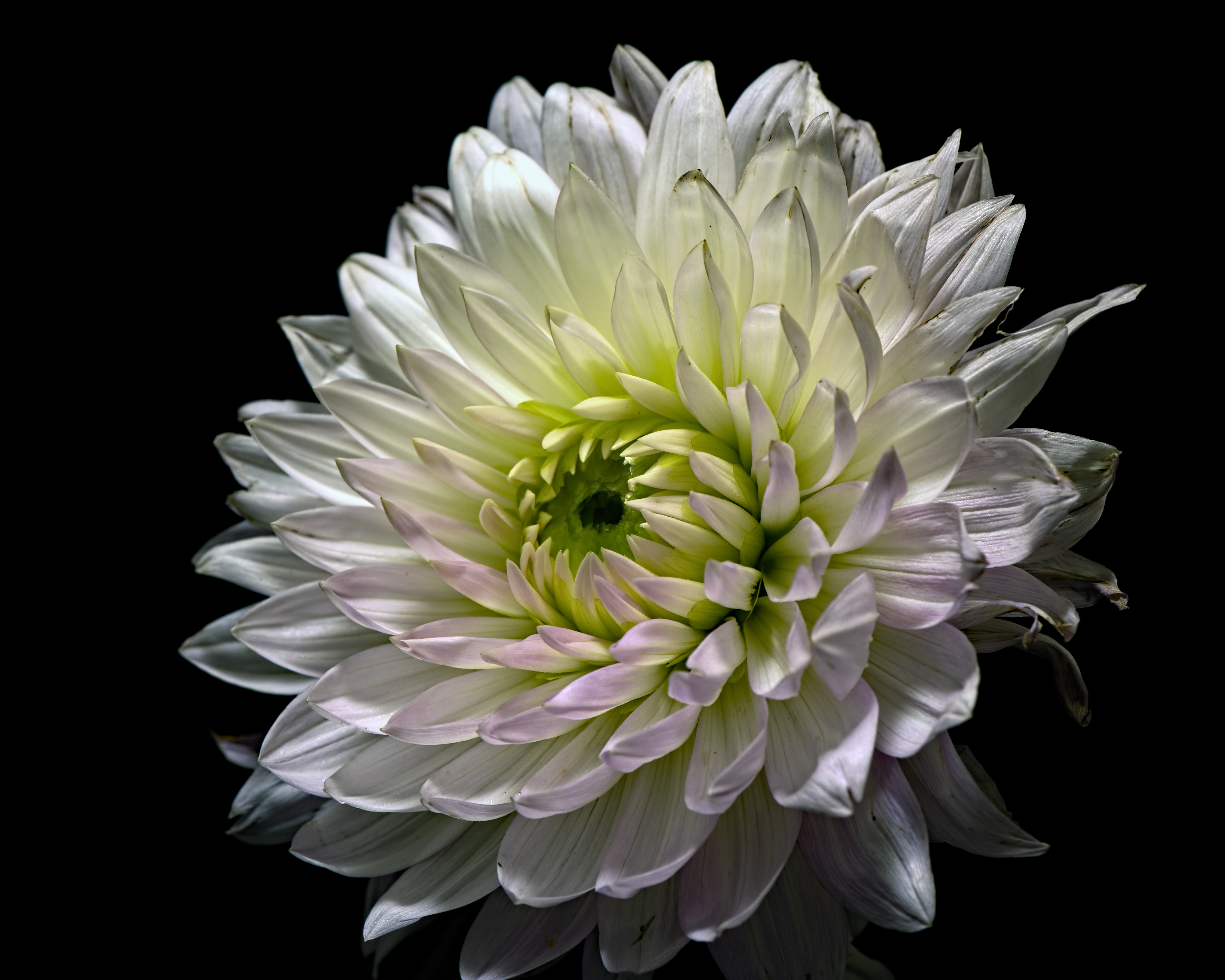 White Dahlia Flower Closeup Black Background HD Wallpaper