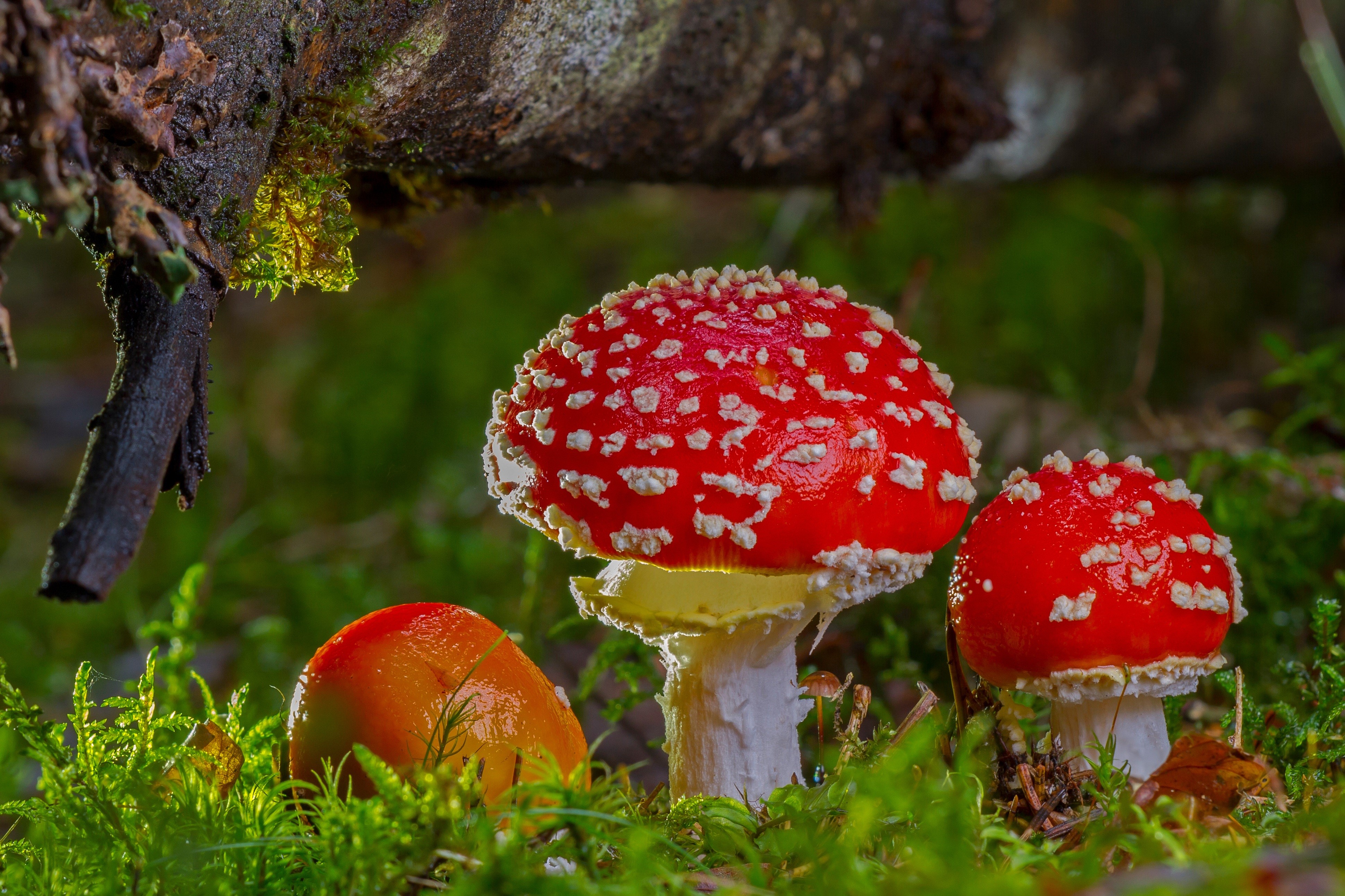 Amanita mushrooms in mossy forest HD Wallpaper