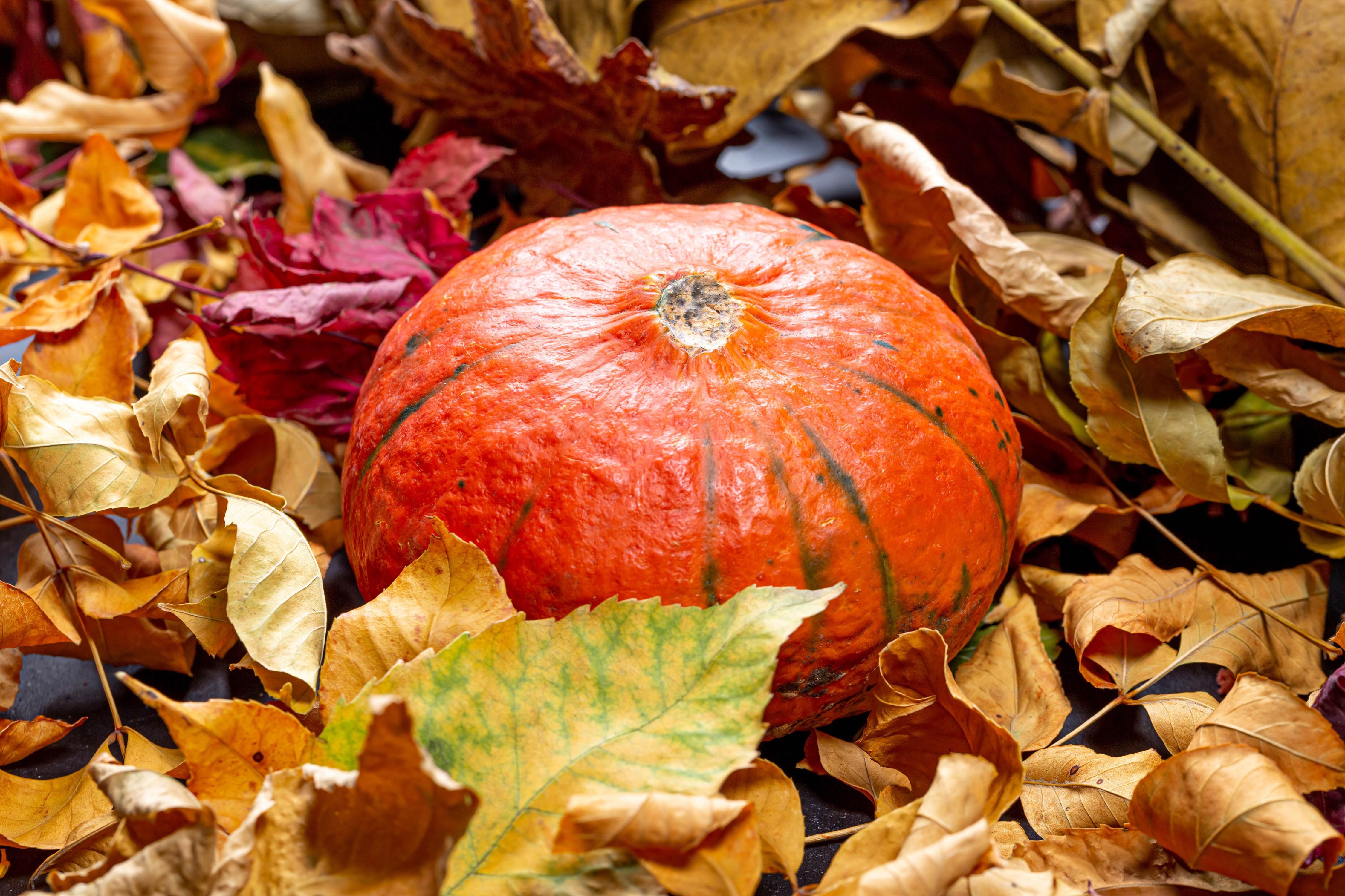 4K Autumn Pumpkin with Foliage HD Wallpaper
