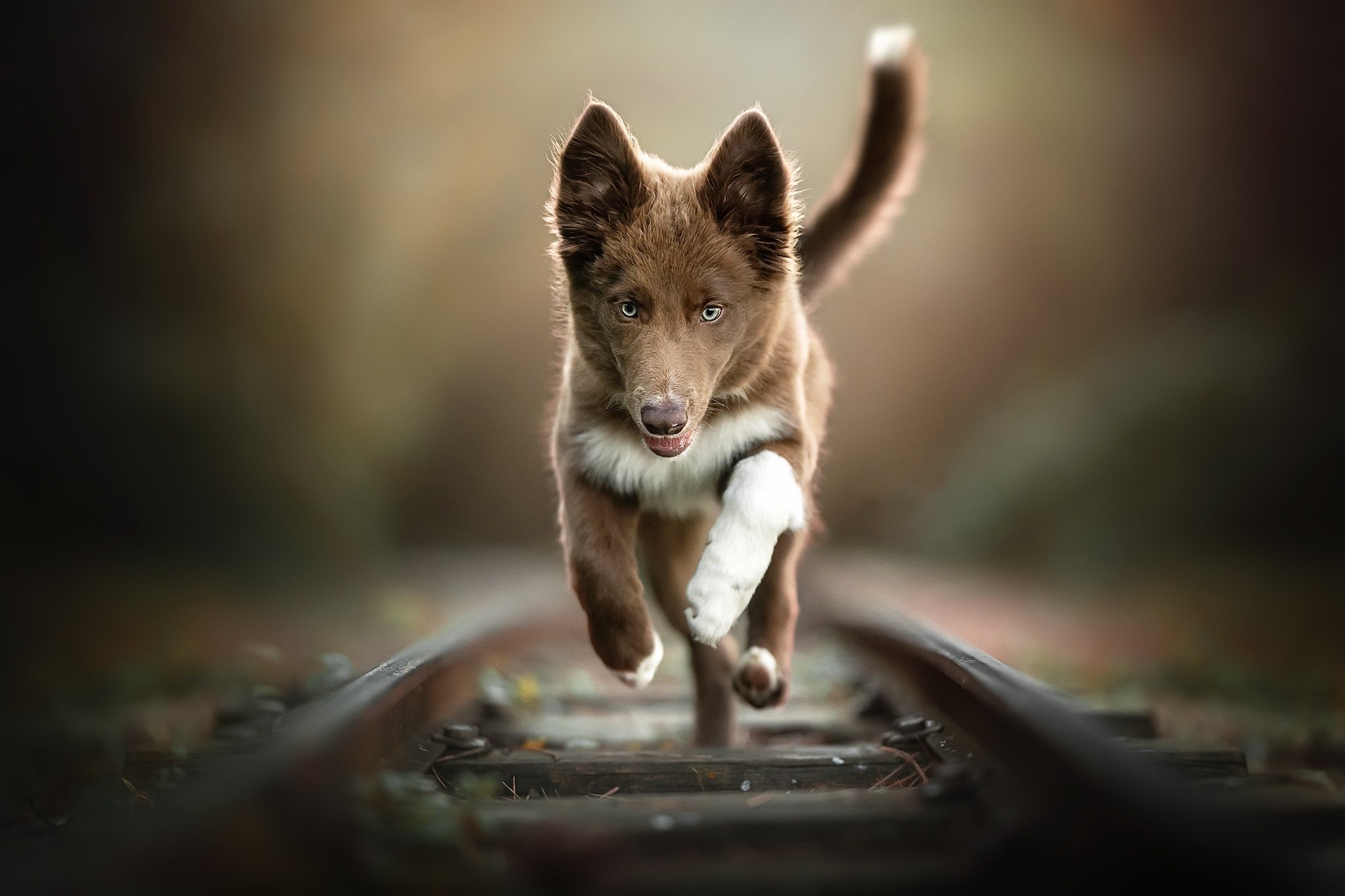 Energetic Dog Running on Railroad Tracks HD Wallpaper