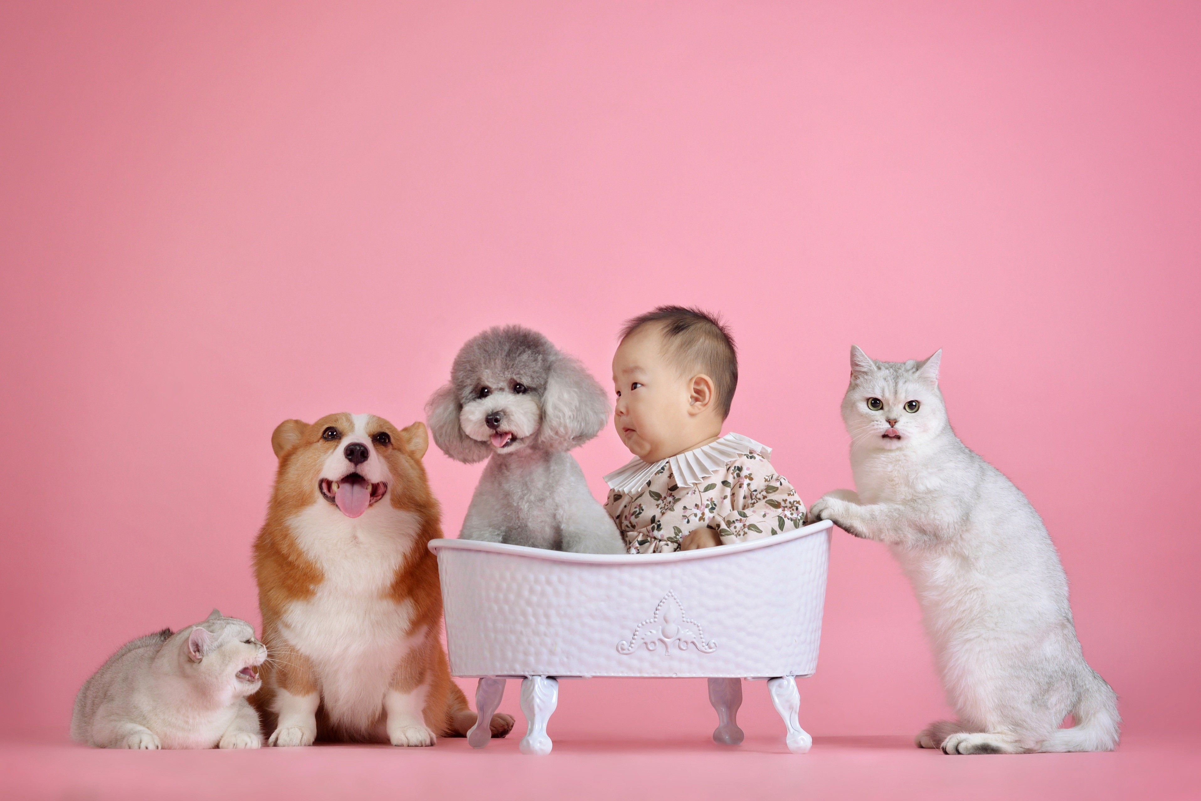 Baby with Corgi, Poodle, and Cats in Bathtub HD Wallpaper