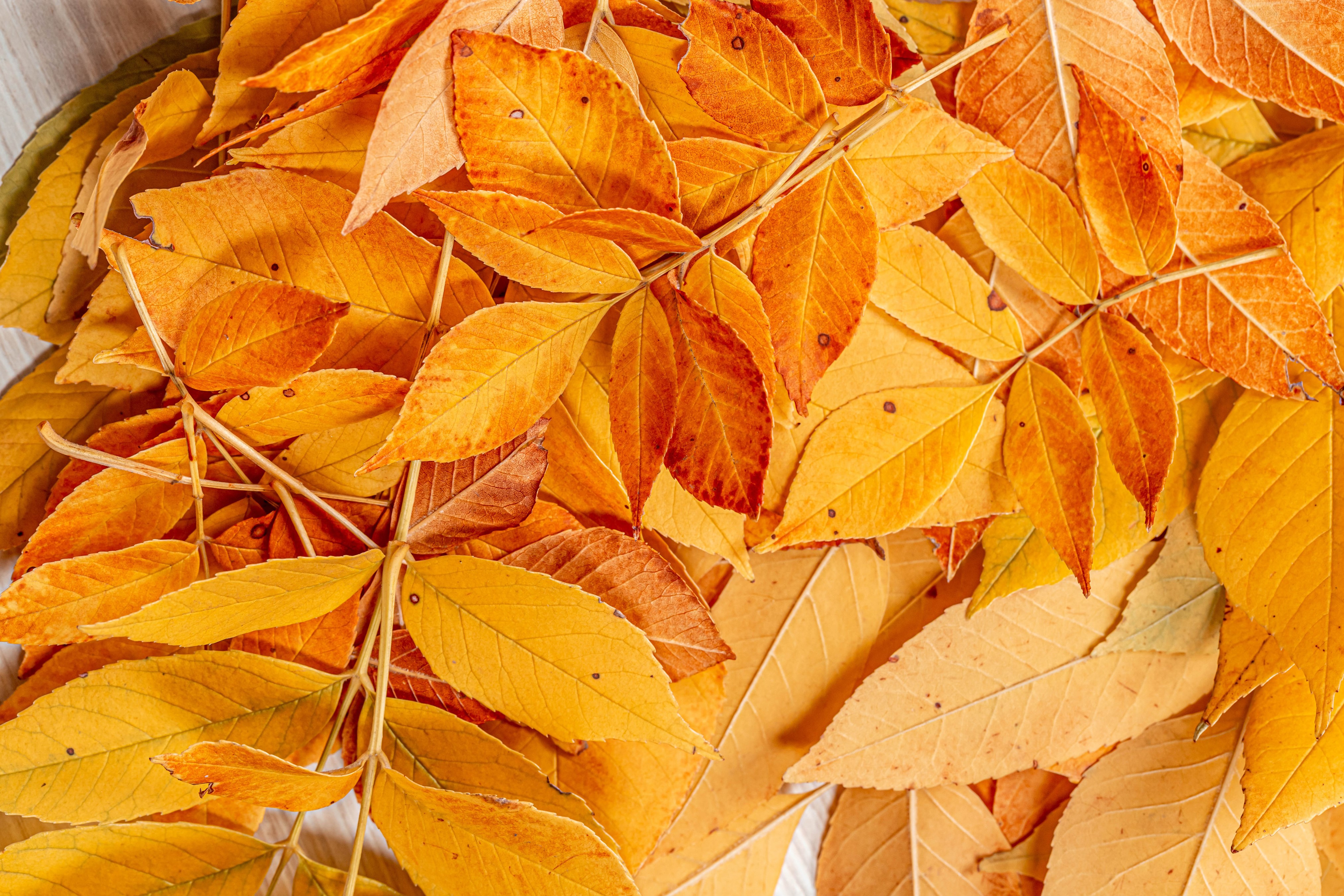 Autumn Leaves on Branches HD Wallpaper