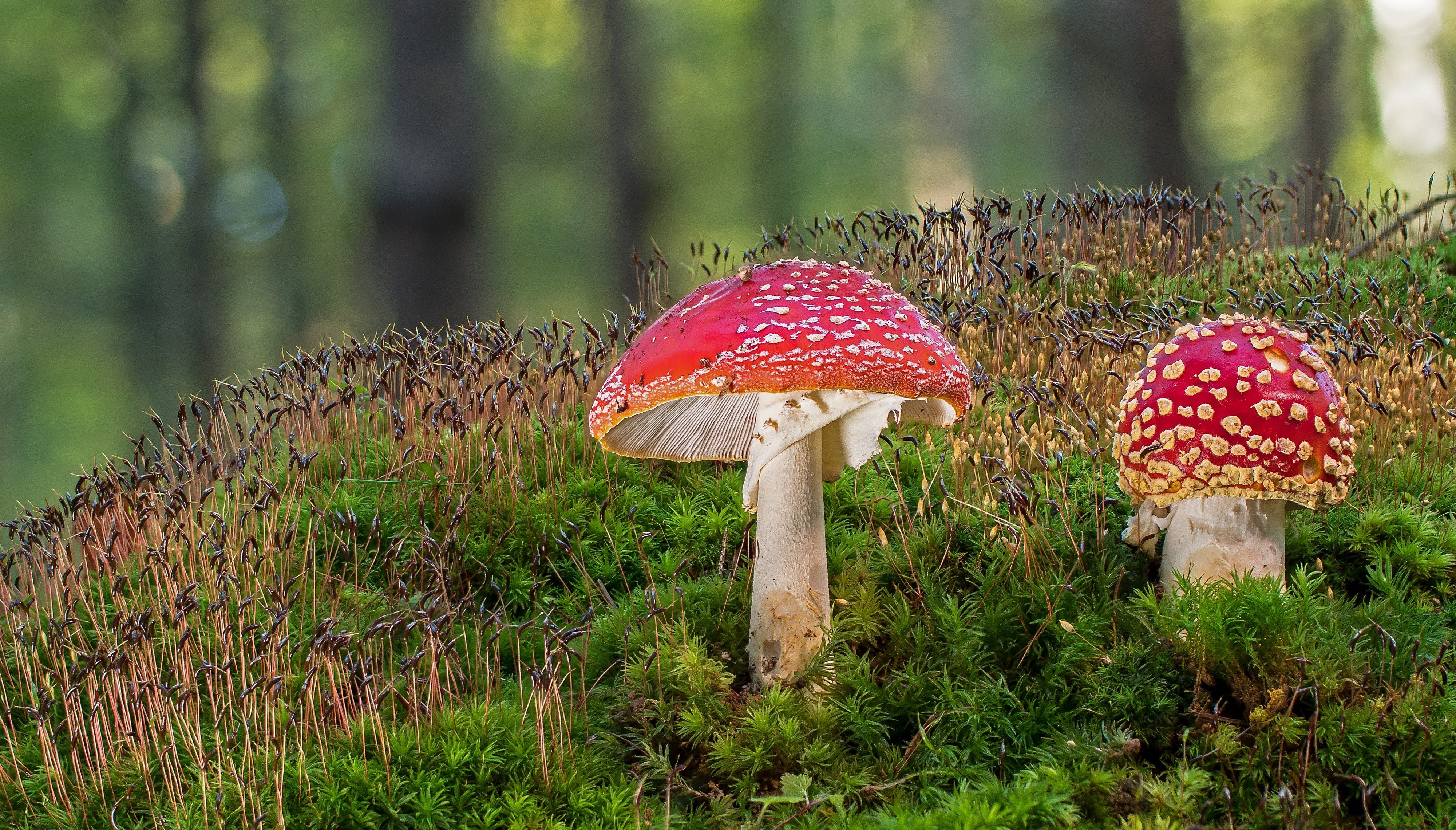 Two Amanita Mushrooms on Moss HD Wallpaper