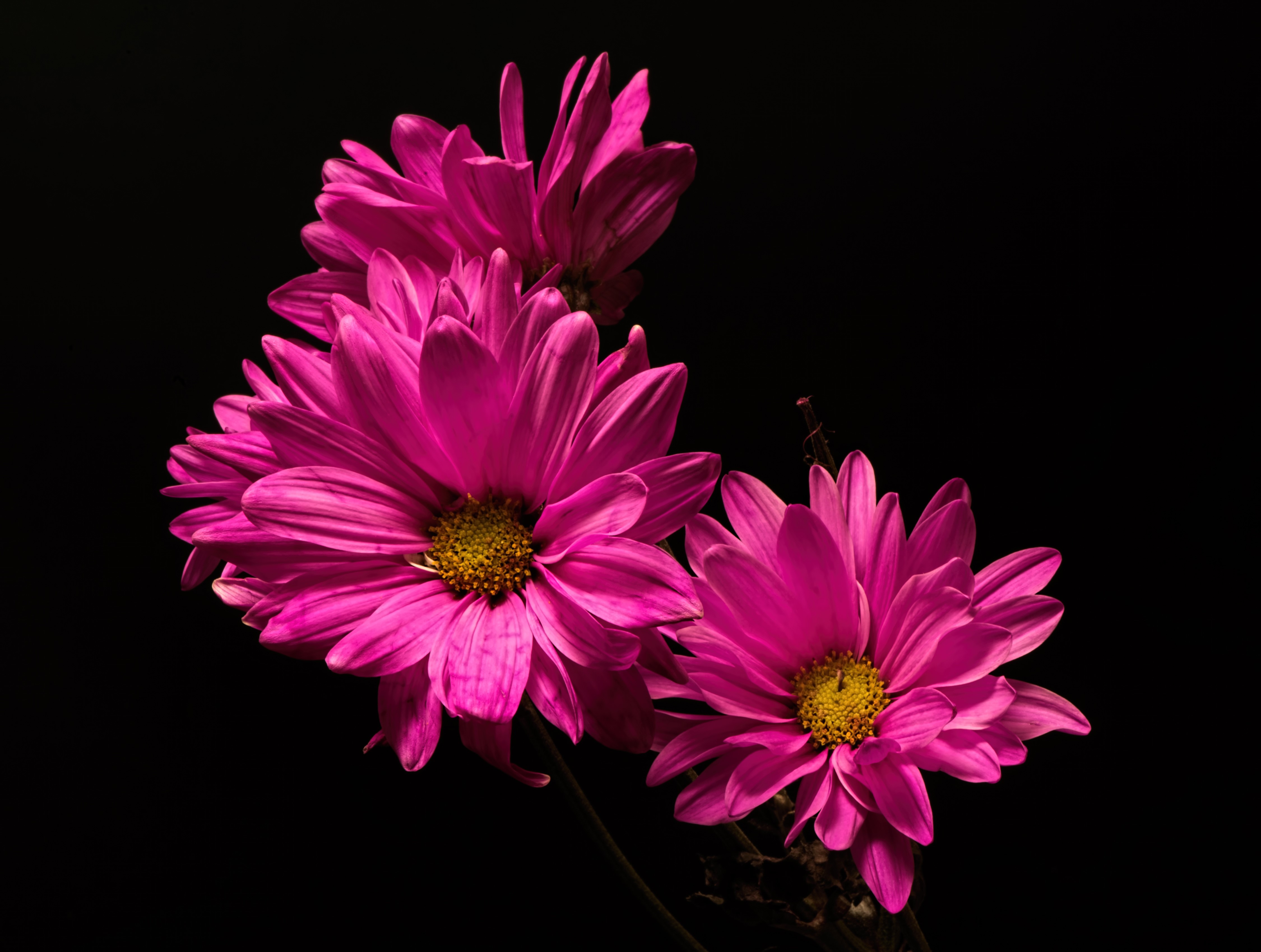 4K Pink Chrysanthemums on Black Background HD Wallpaper