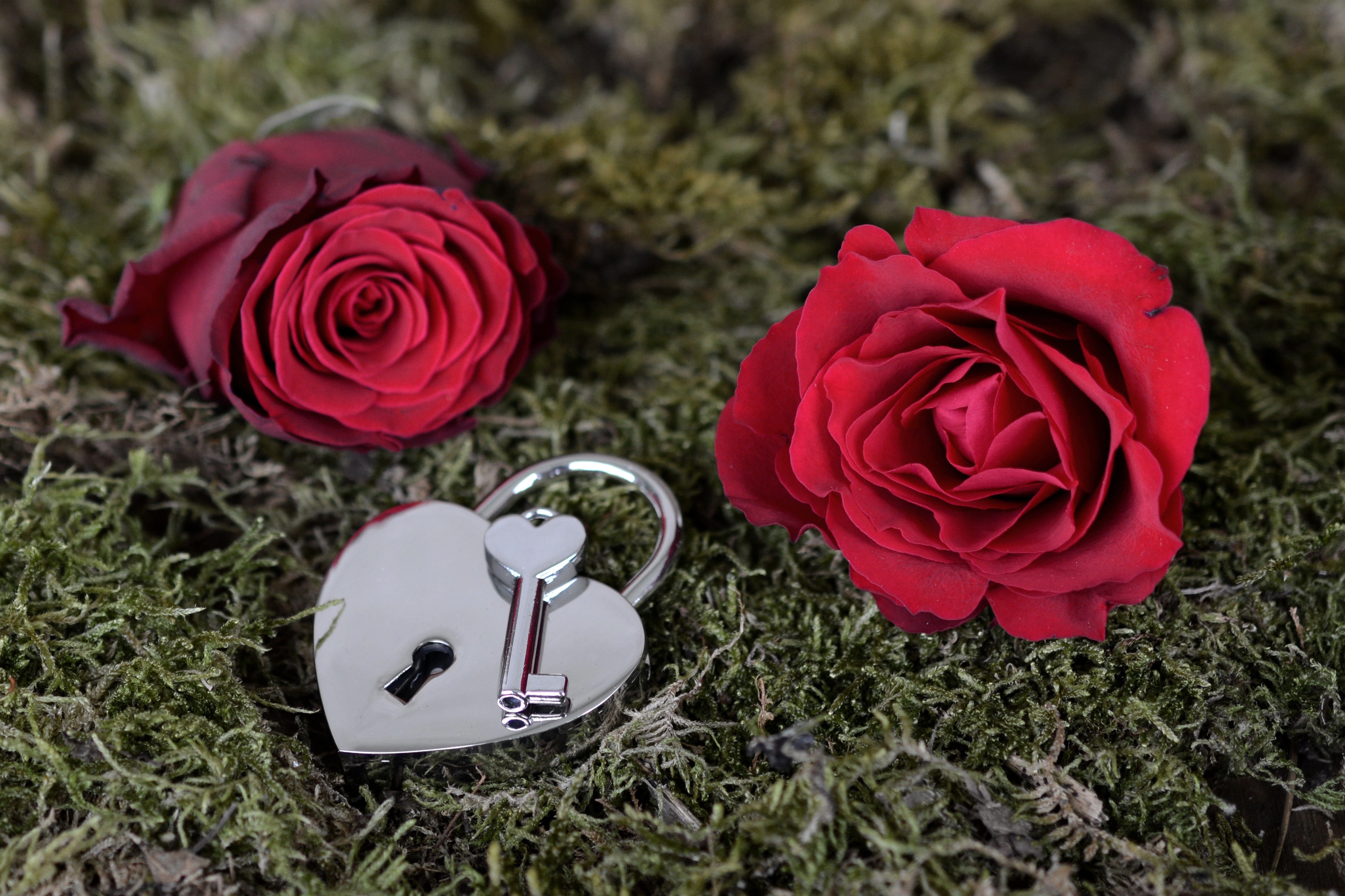 Red Roses and Heart Padlock with Key on Moss HD Wallpaper