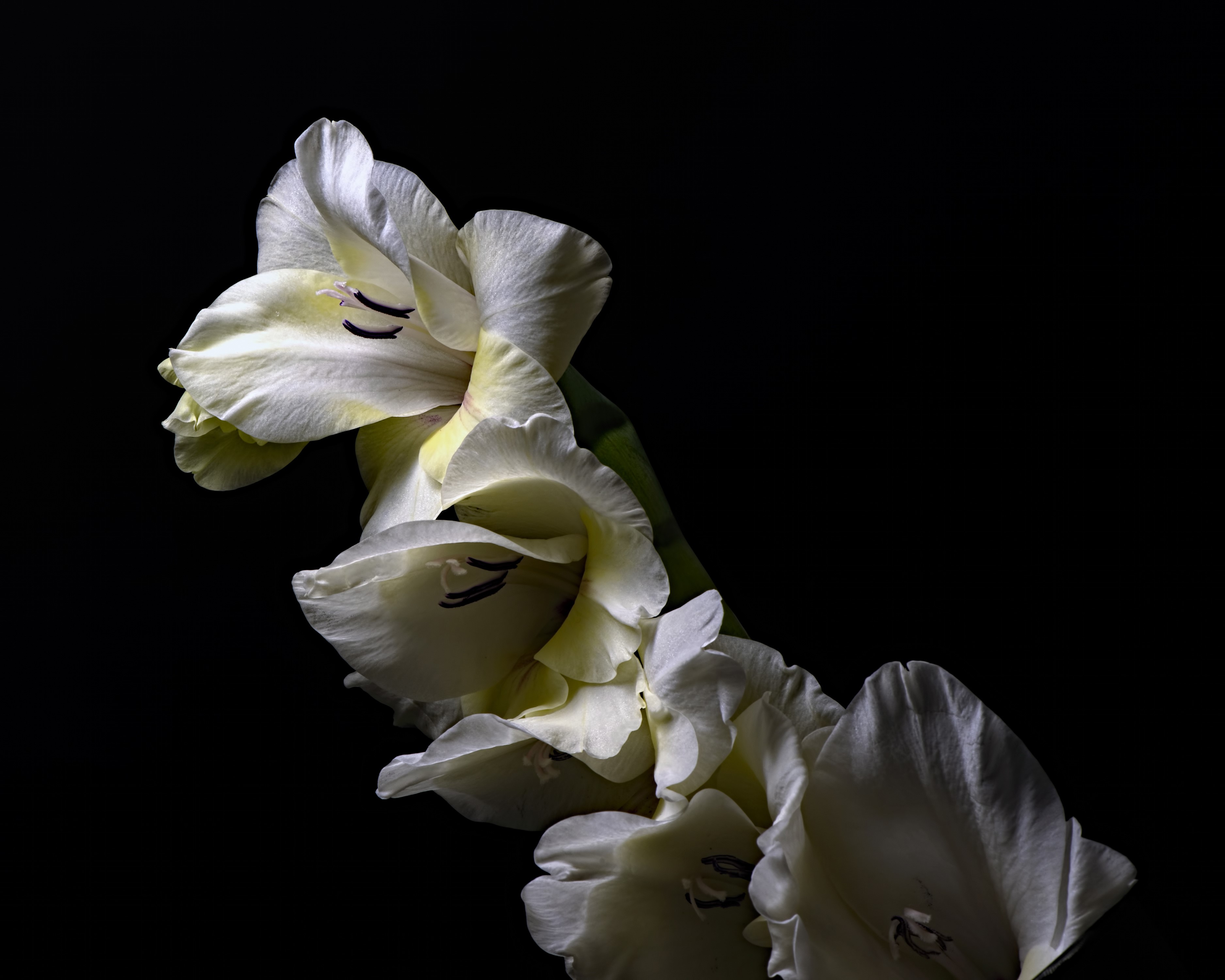 White Gladioluses on a Black Background HD Wallpaper