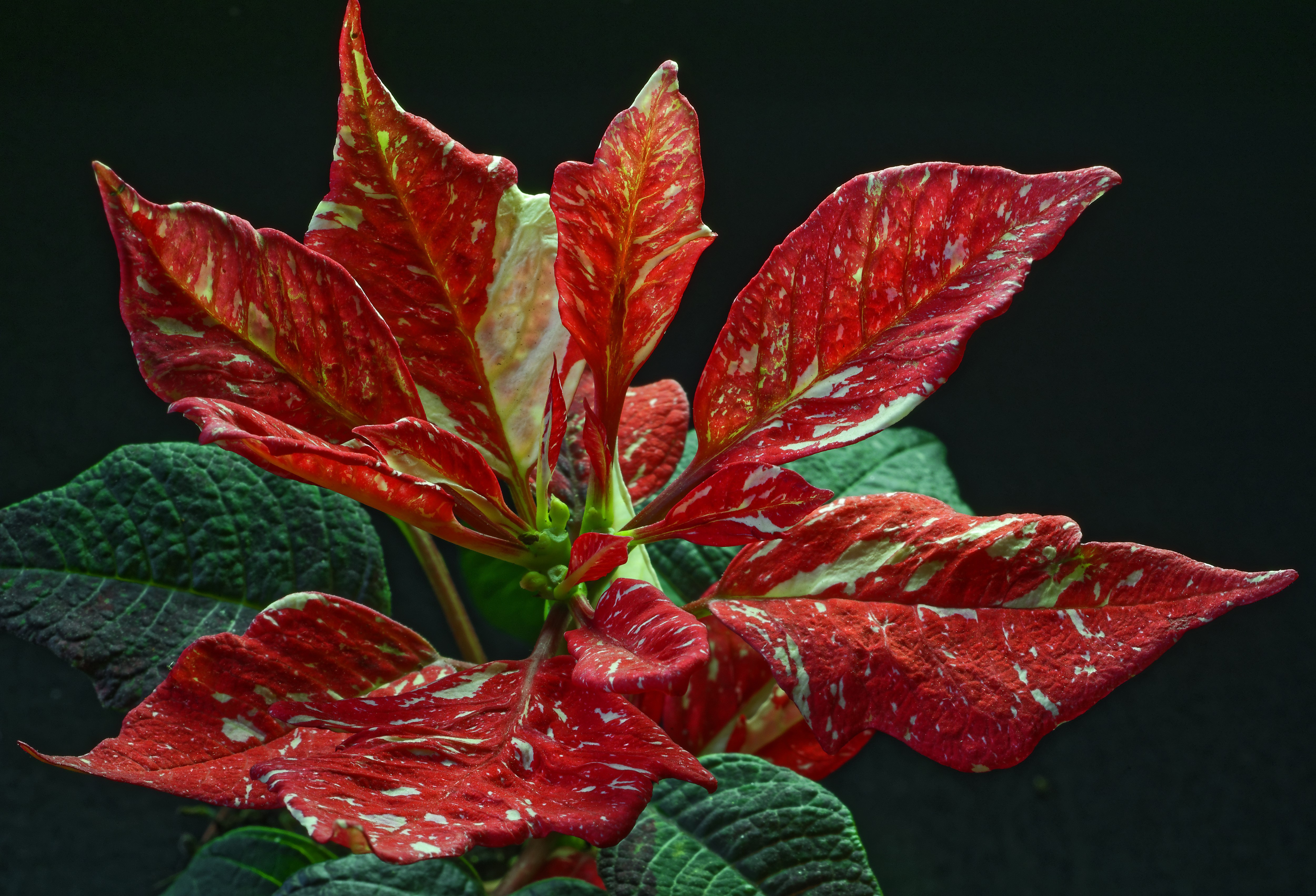 Variegated Poinsettia Foliage on Black Background HD Wallpaper