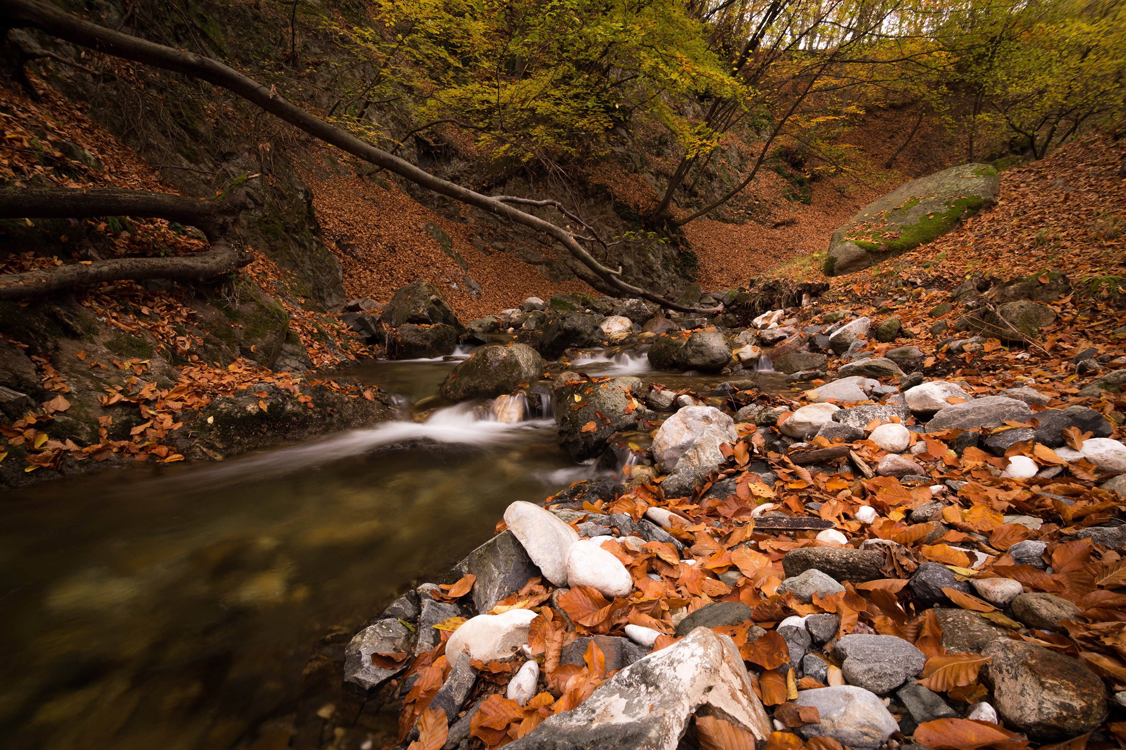 Autumn stream with fallen leaves and stones HD Wallpaper