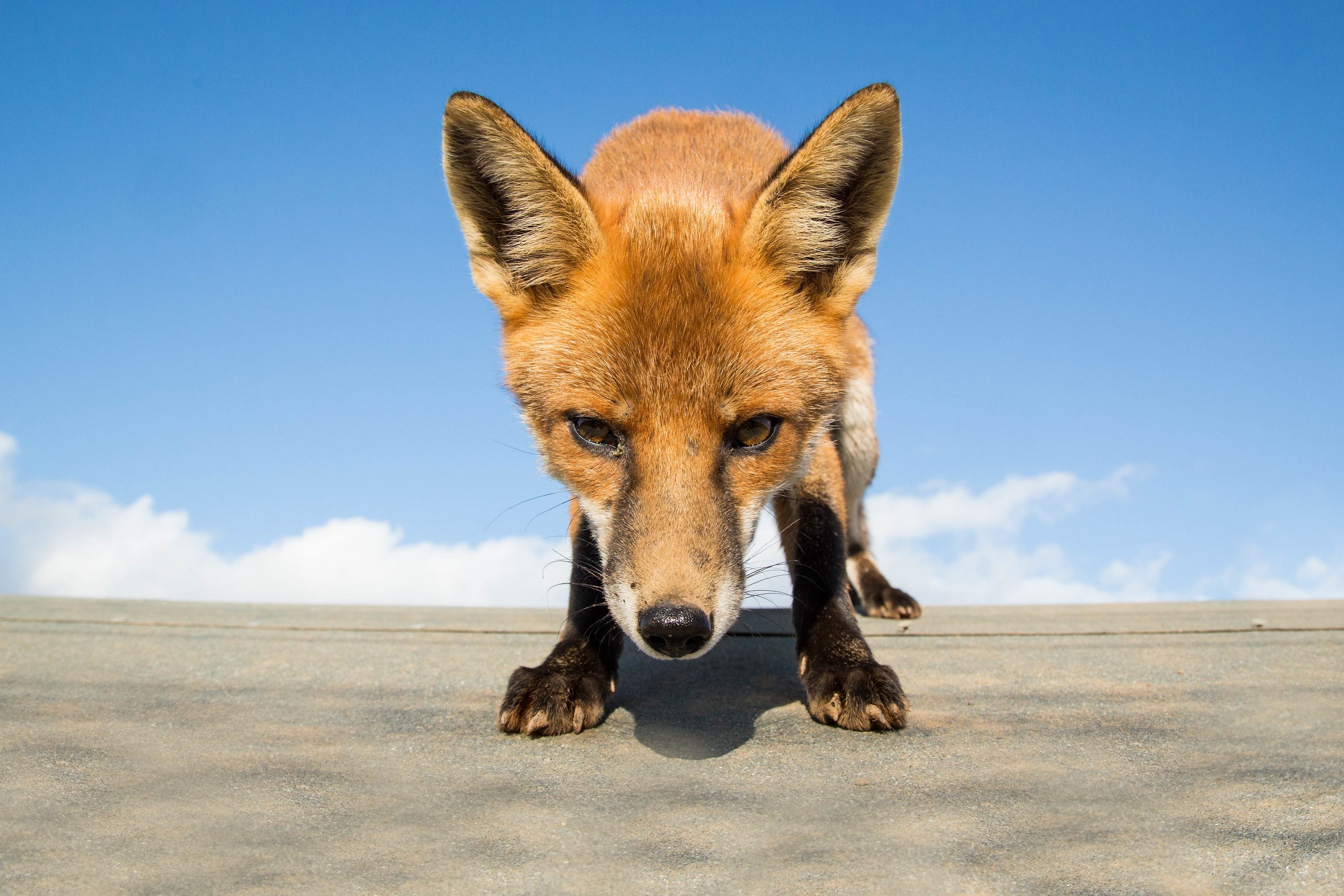 Fox looking down at the camera HD Wallpaper