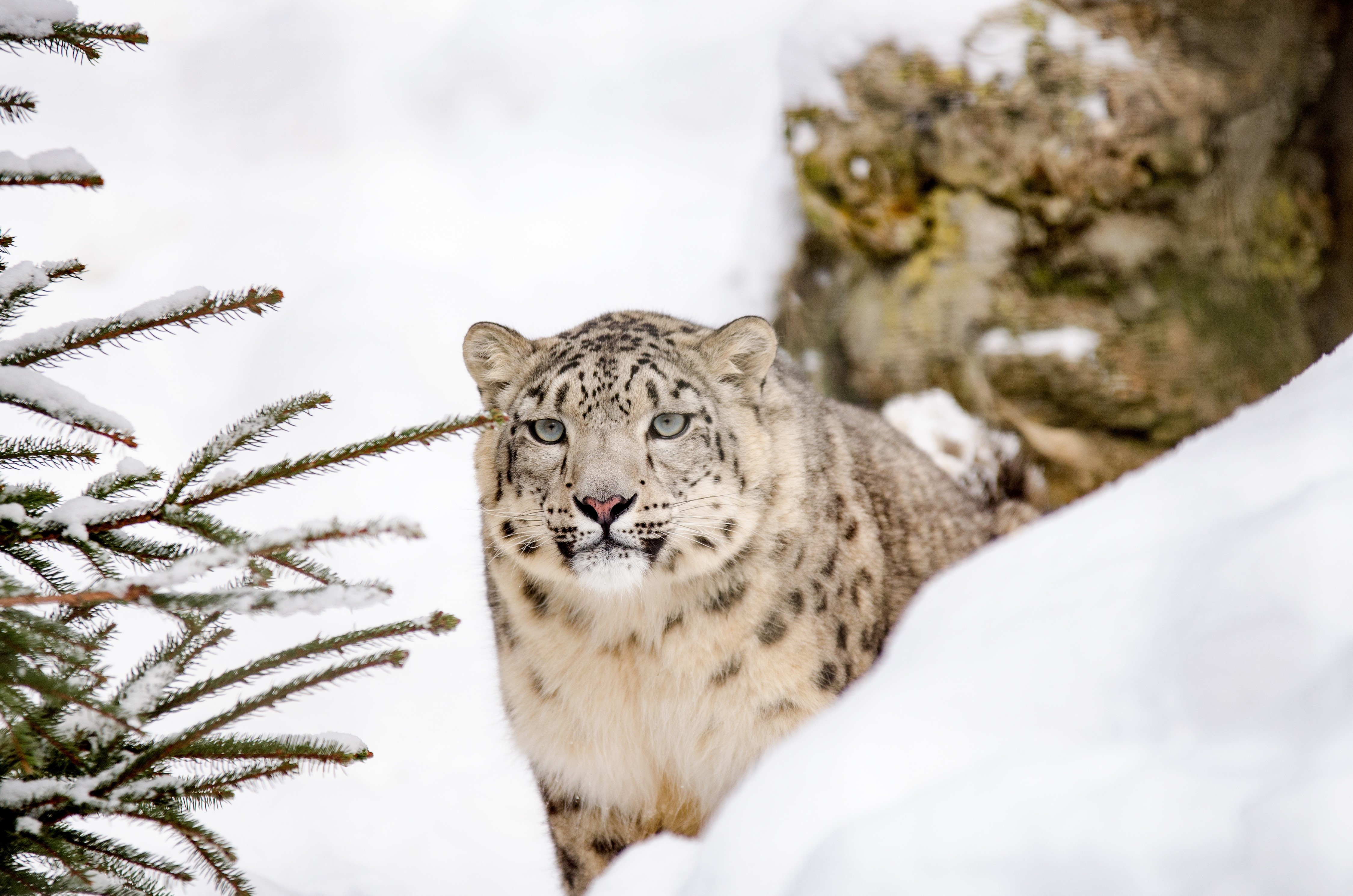 Snow Leopard in Snow HD Wallpaper