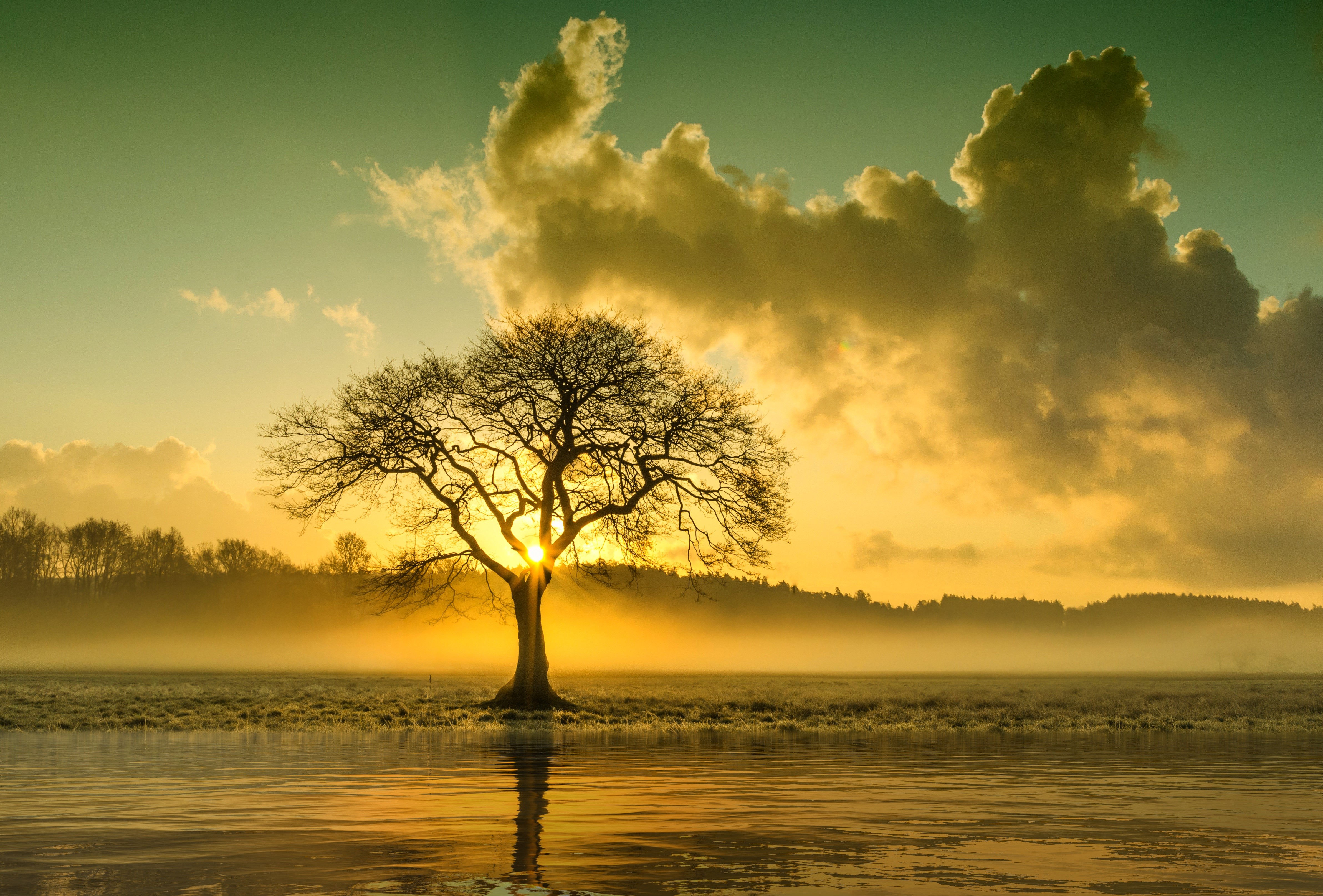 Tree in Foggy Sunrise over Water HD Wallpaper