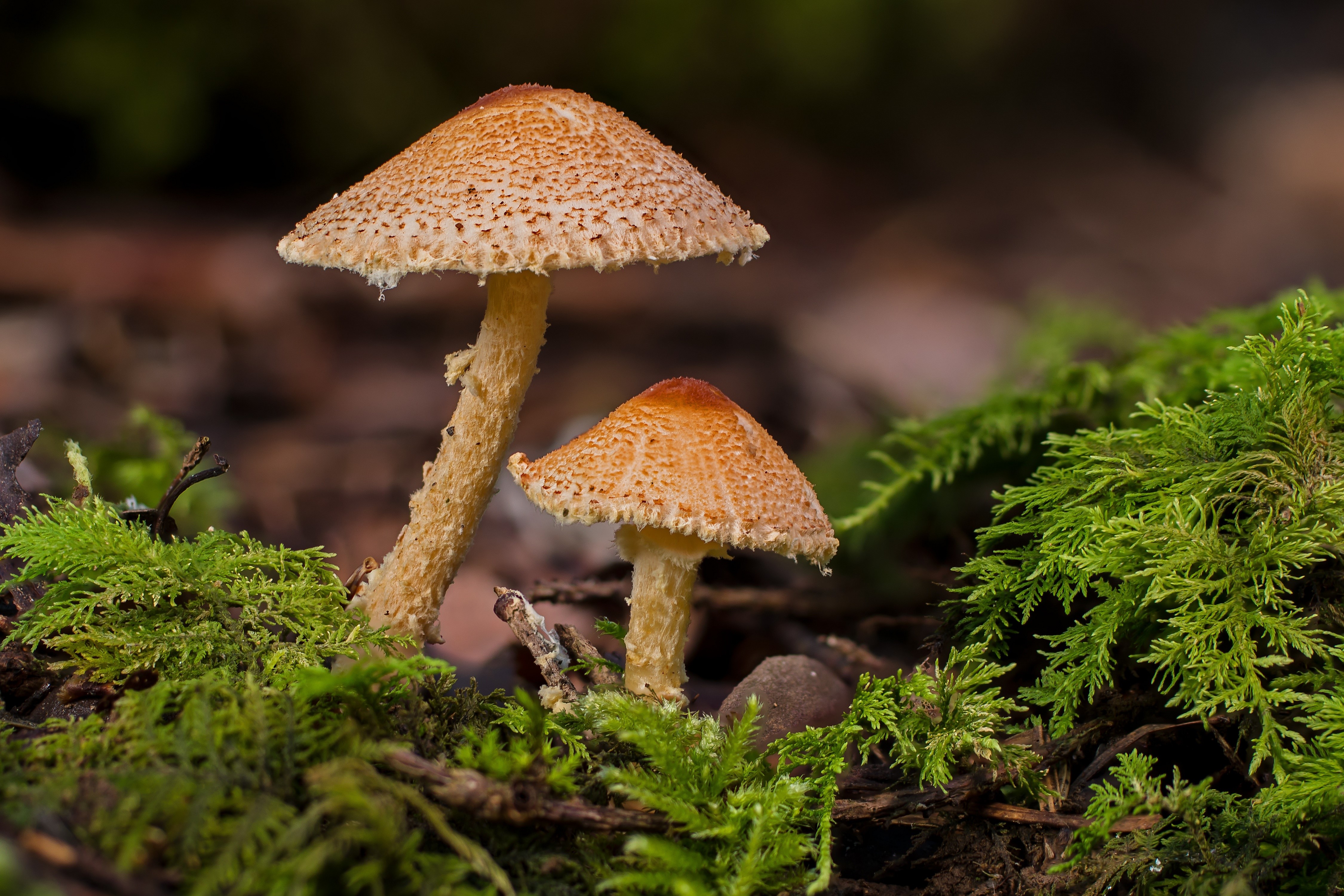 Two Mushrooms with Moss HD Wallpaper